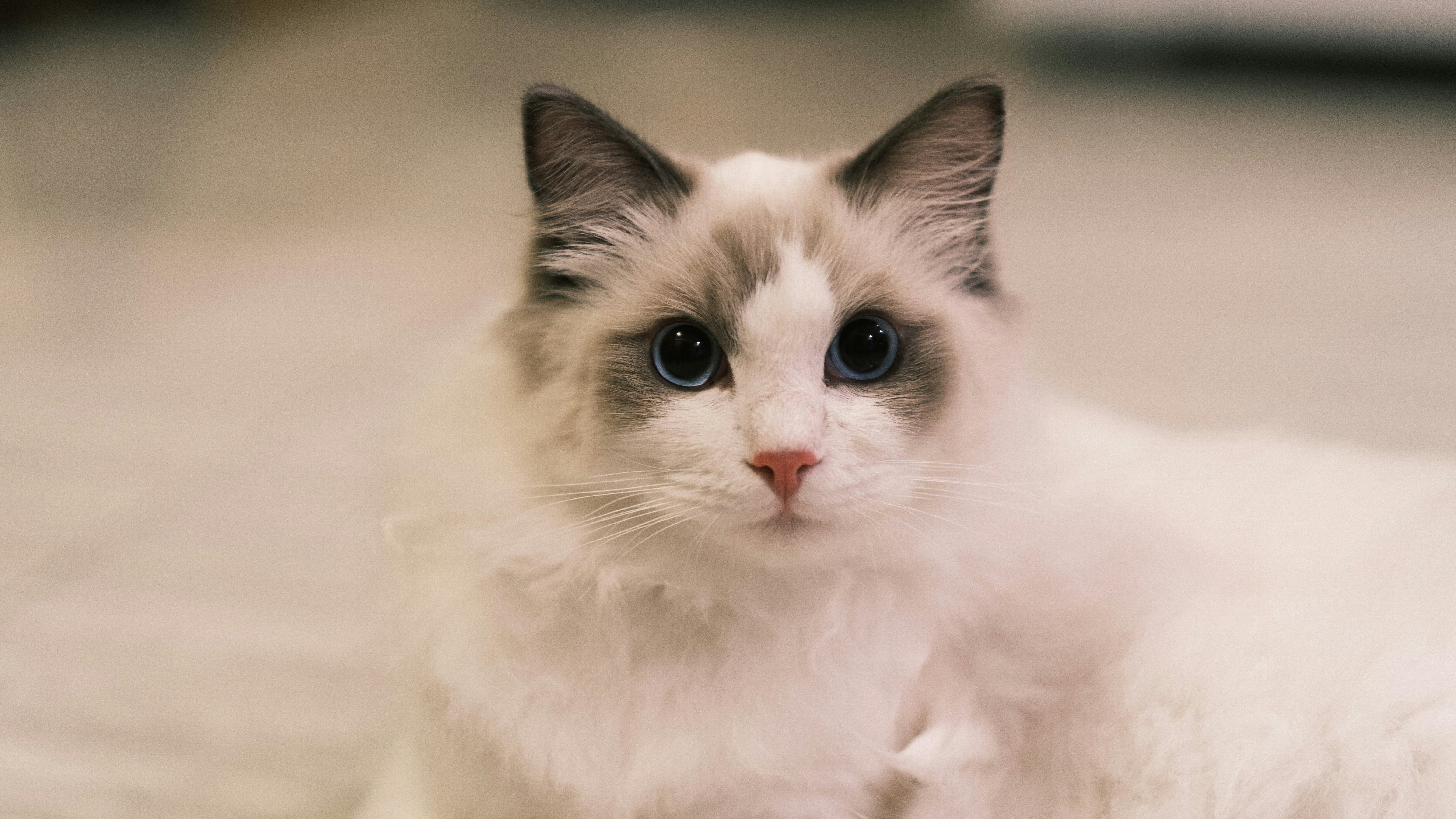 ragdoll cat
