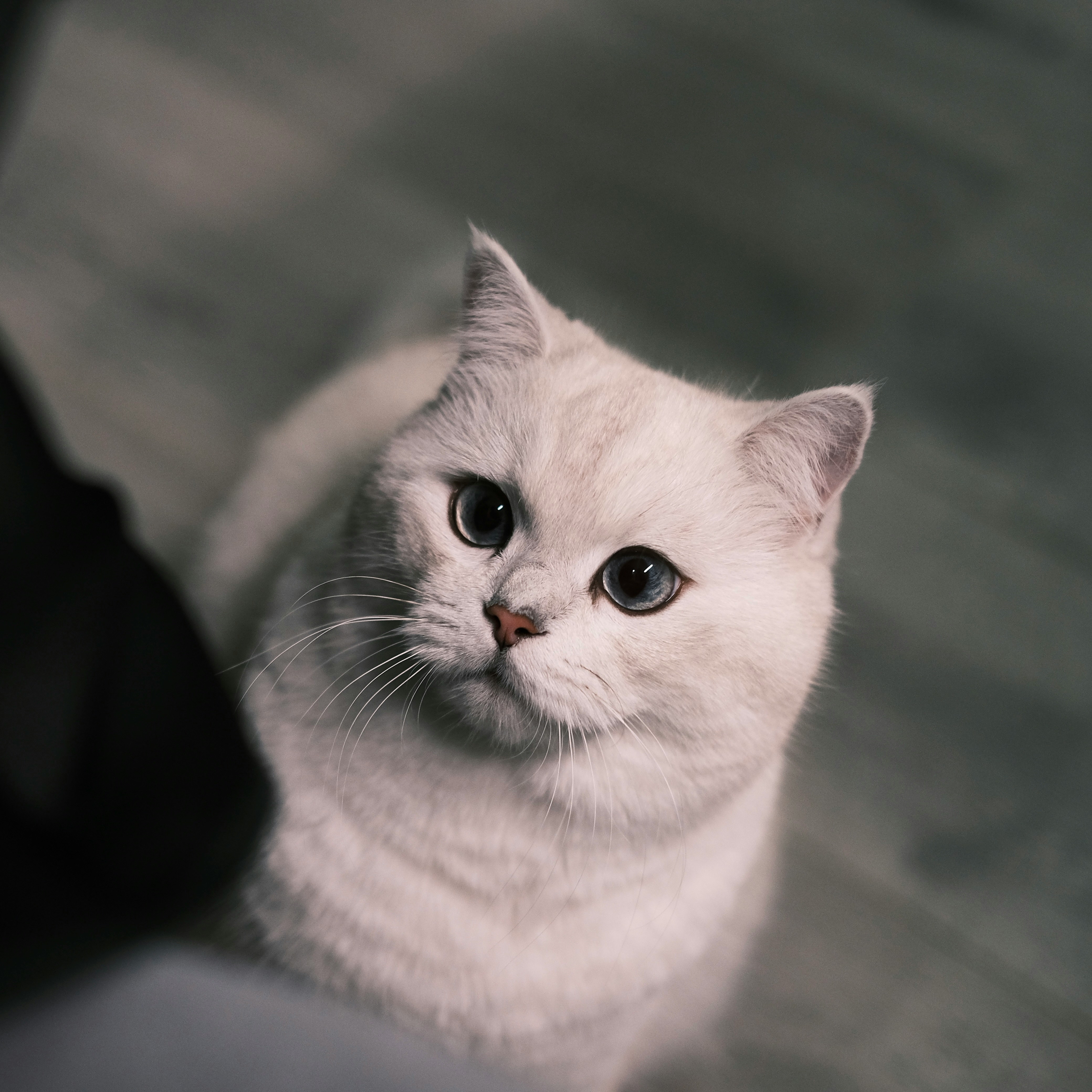 american shorthair