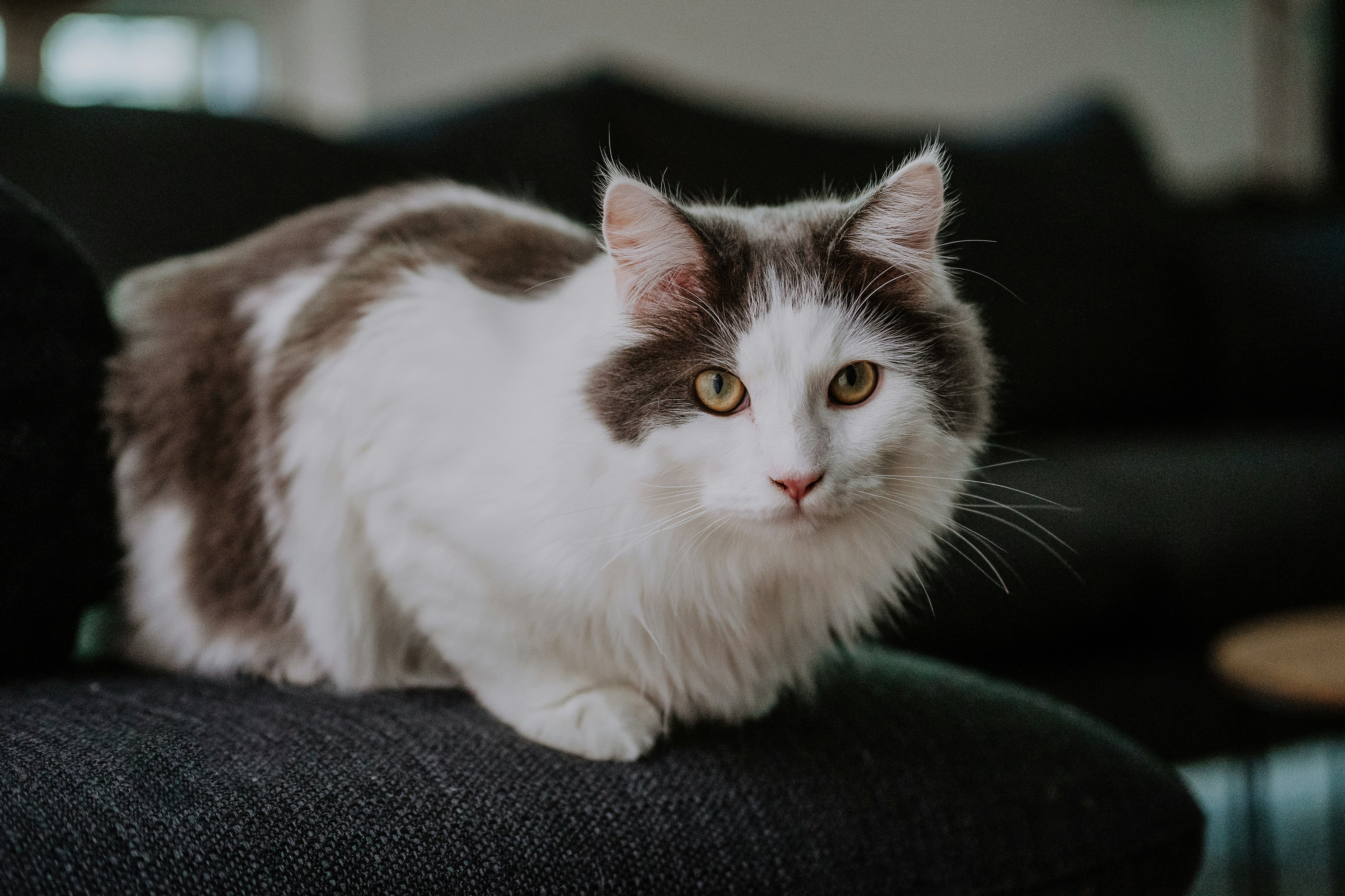domestic longhair