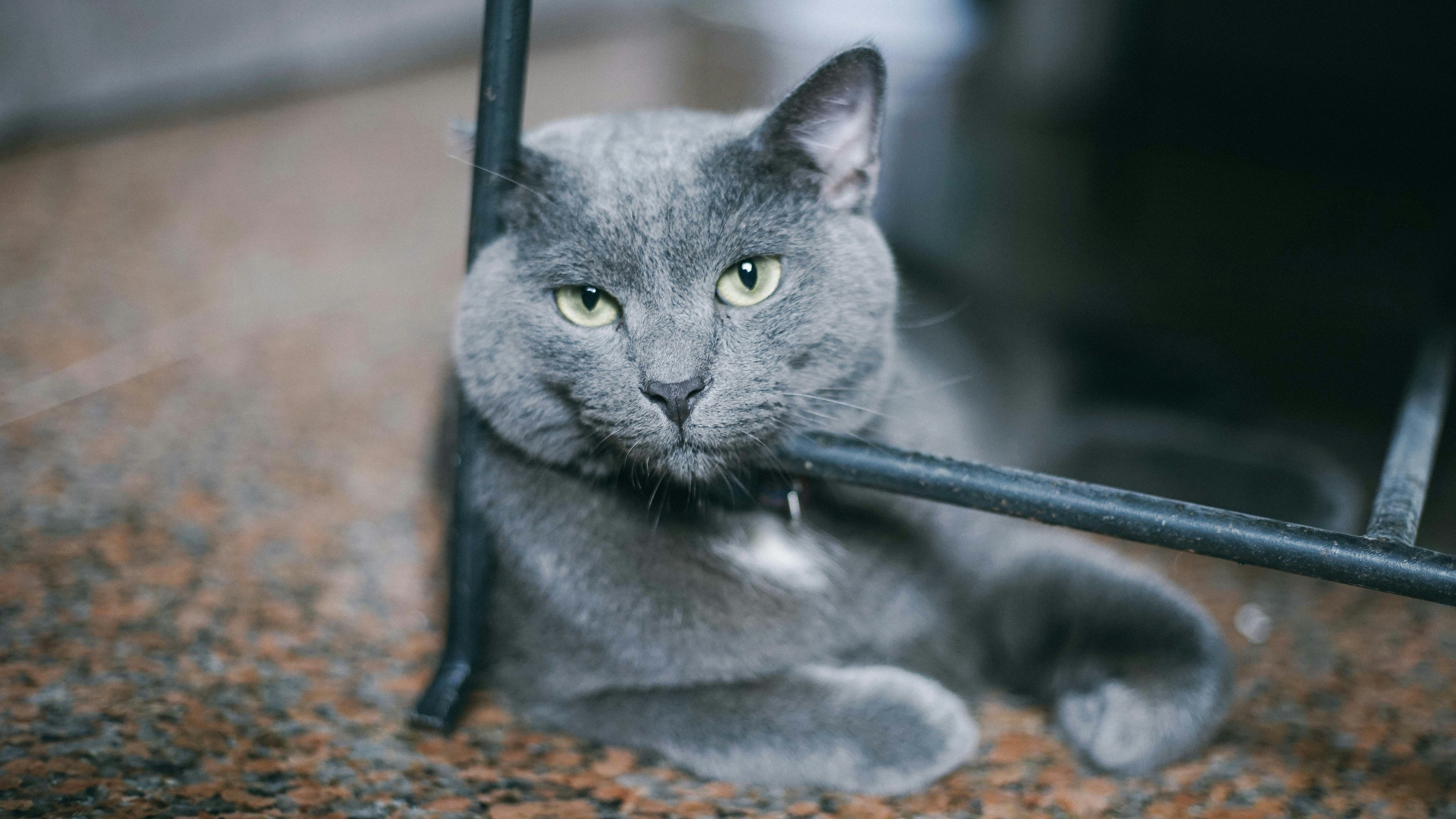 russian blue