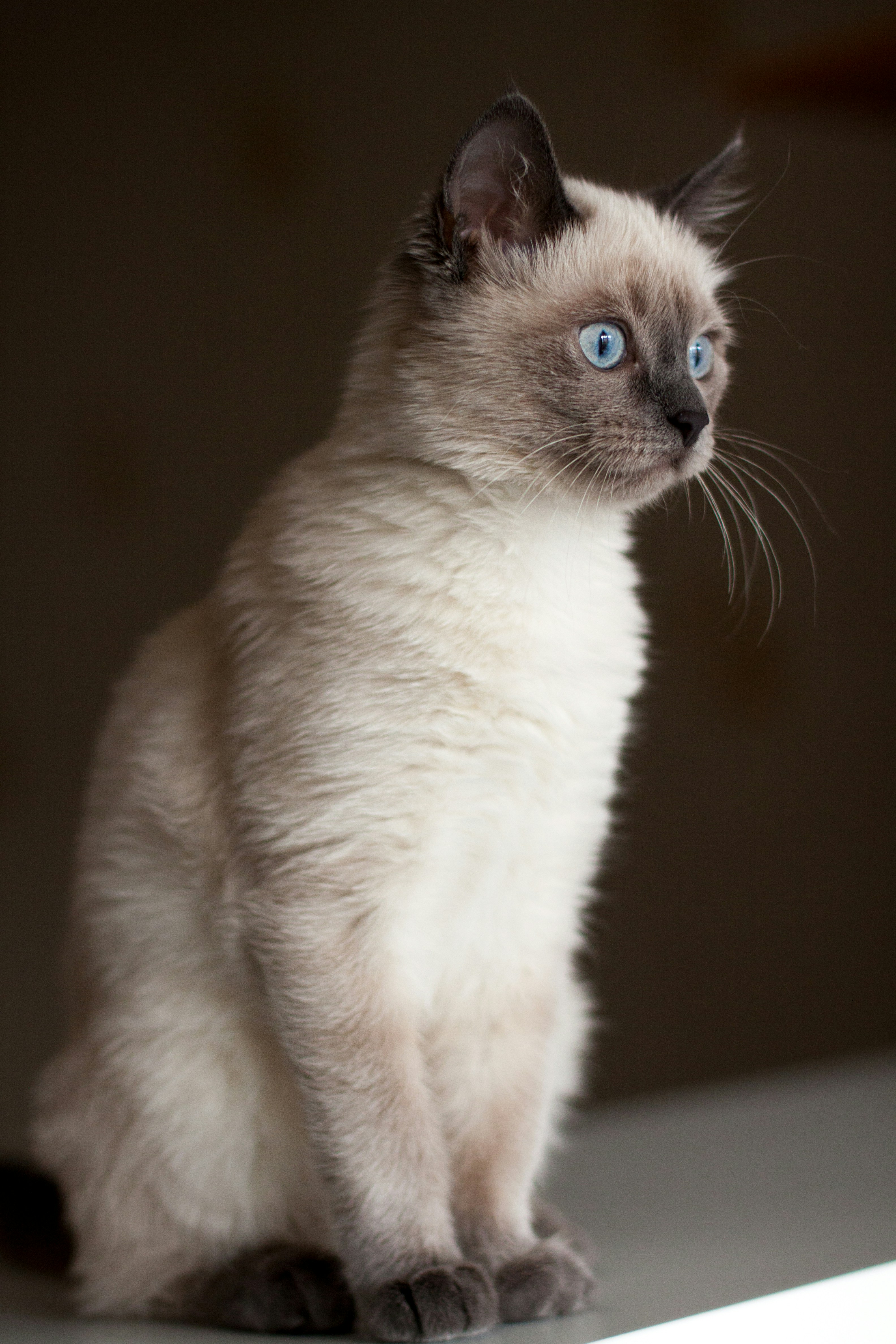 siamese cat