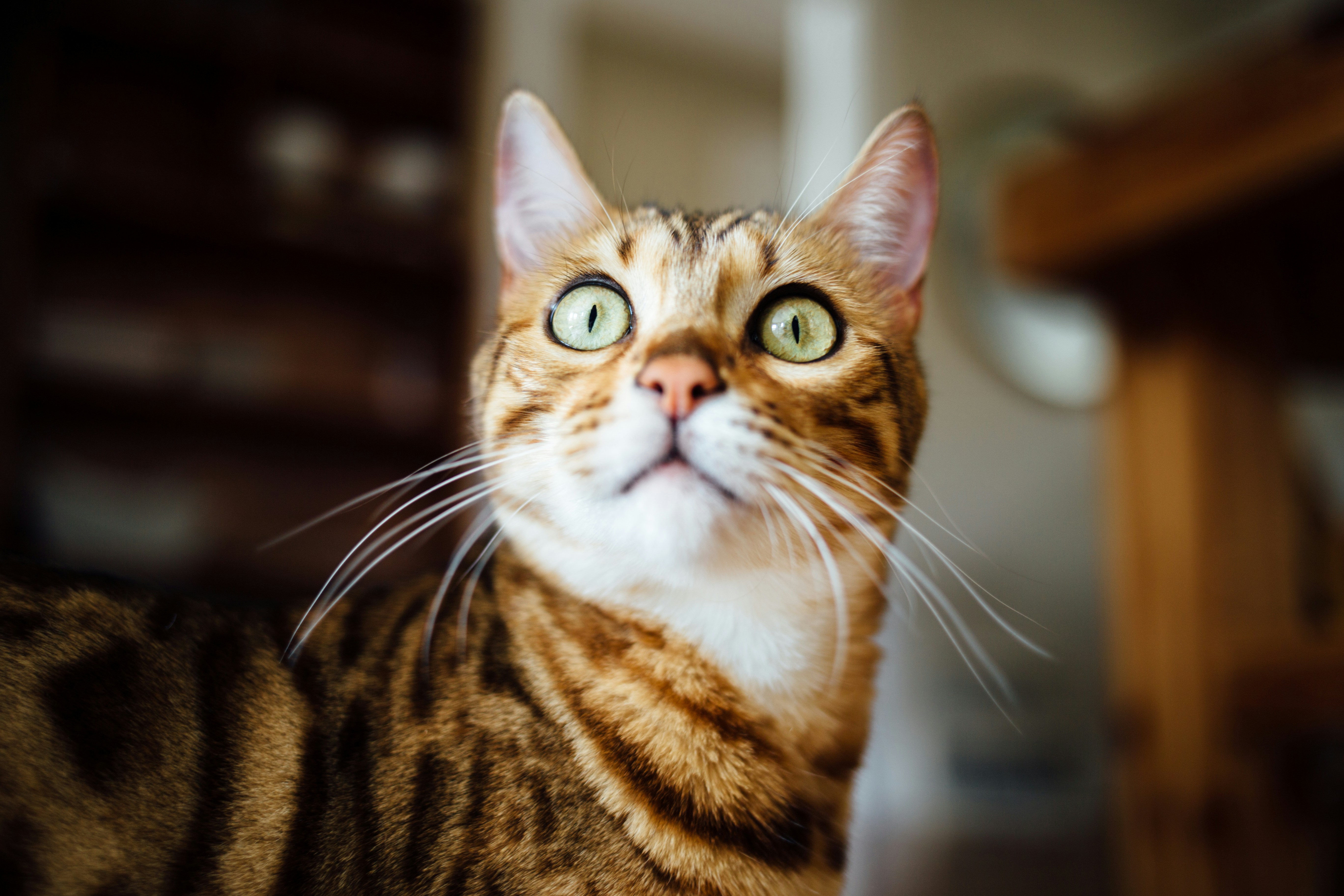 bengal cat