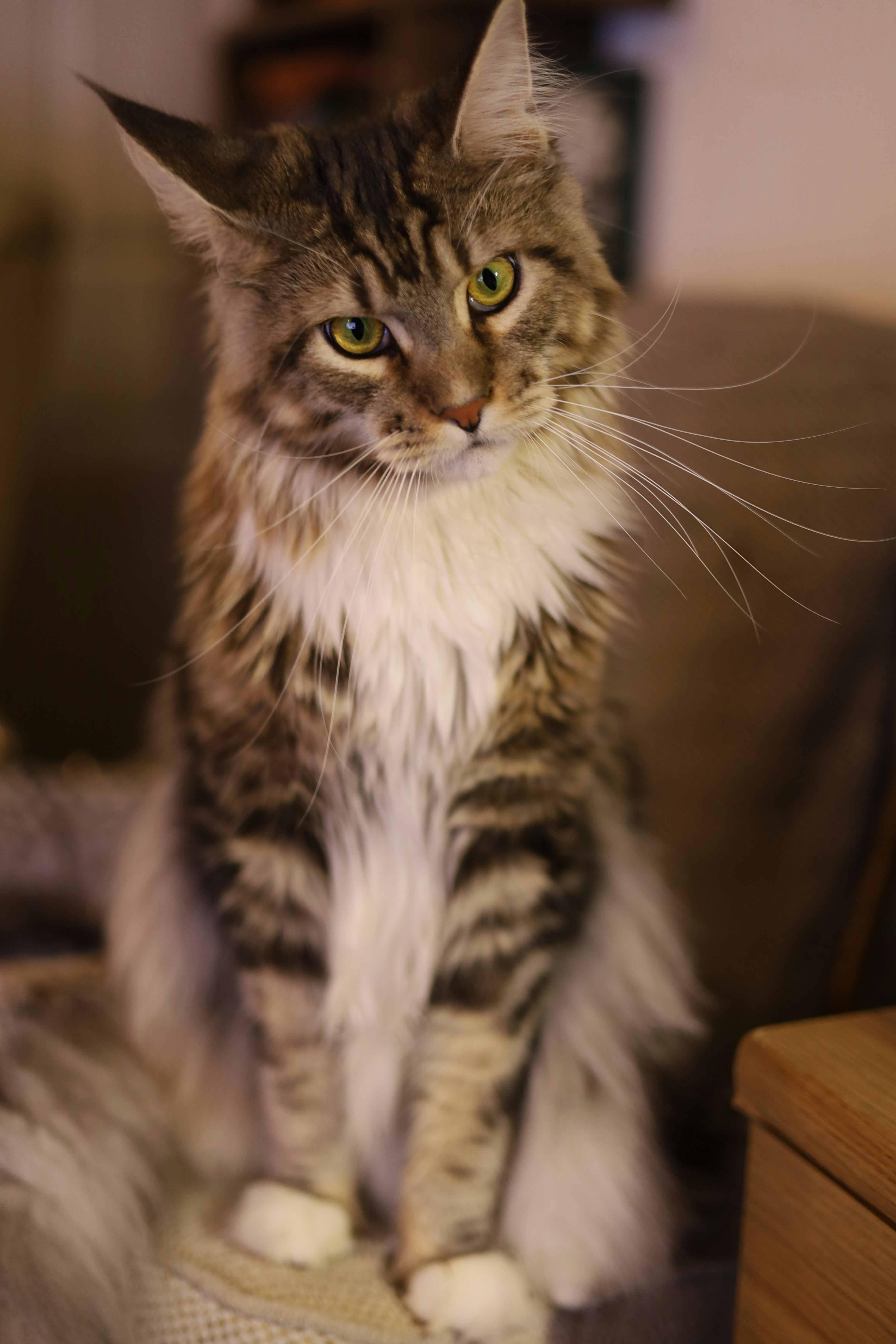 maine coon