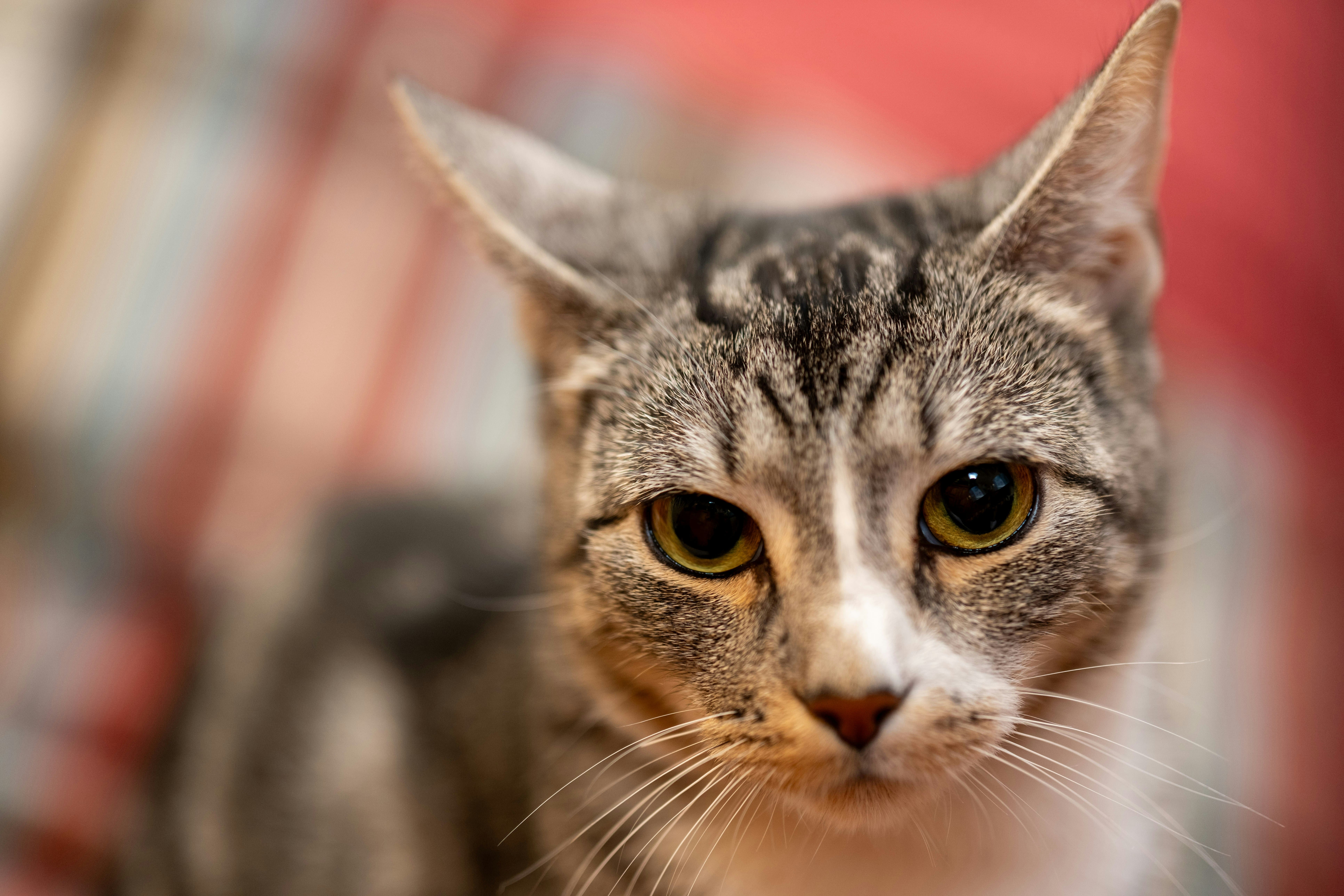 domestic shorthair