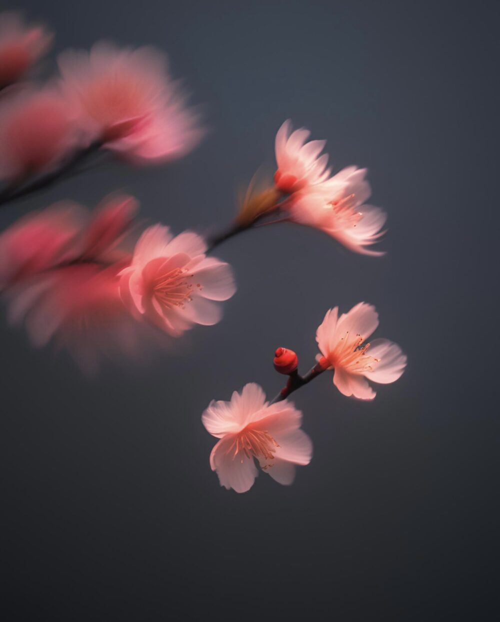 Blurred minimalist cherry blossoms