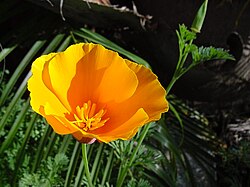 A picture of a California poppy flower