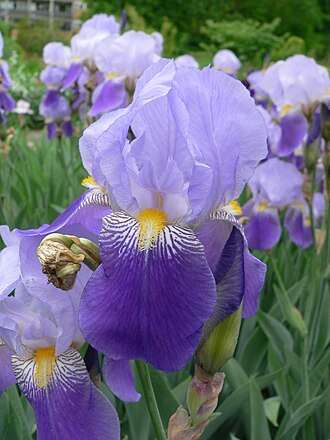 A picture of an Iris flower