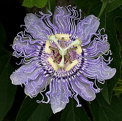 A picture of a Purple passionflower