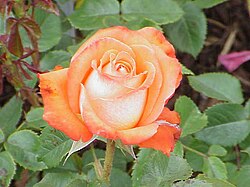 A picture of a Rose flower