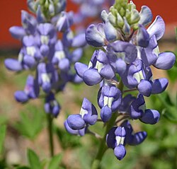 A picture of a Bluebonnet flower
