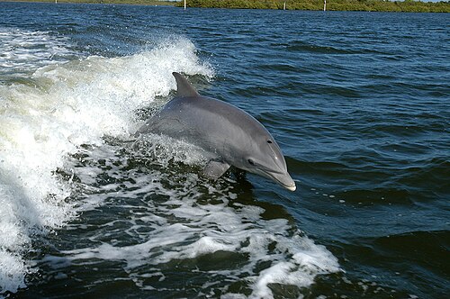 An instance of a Turisiops truncatus surfing in the wake of a research vessel nearby the Kennedy Space Center.