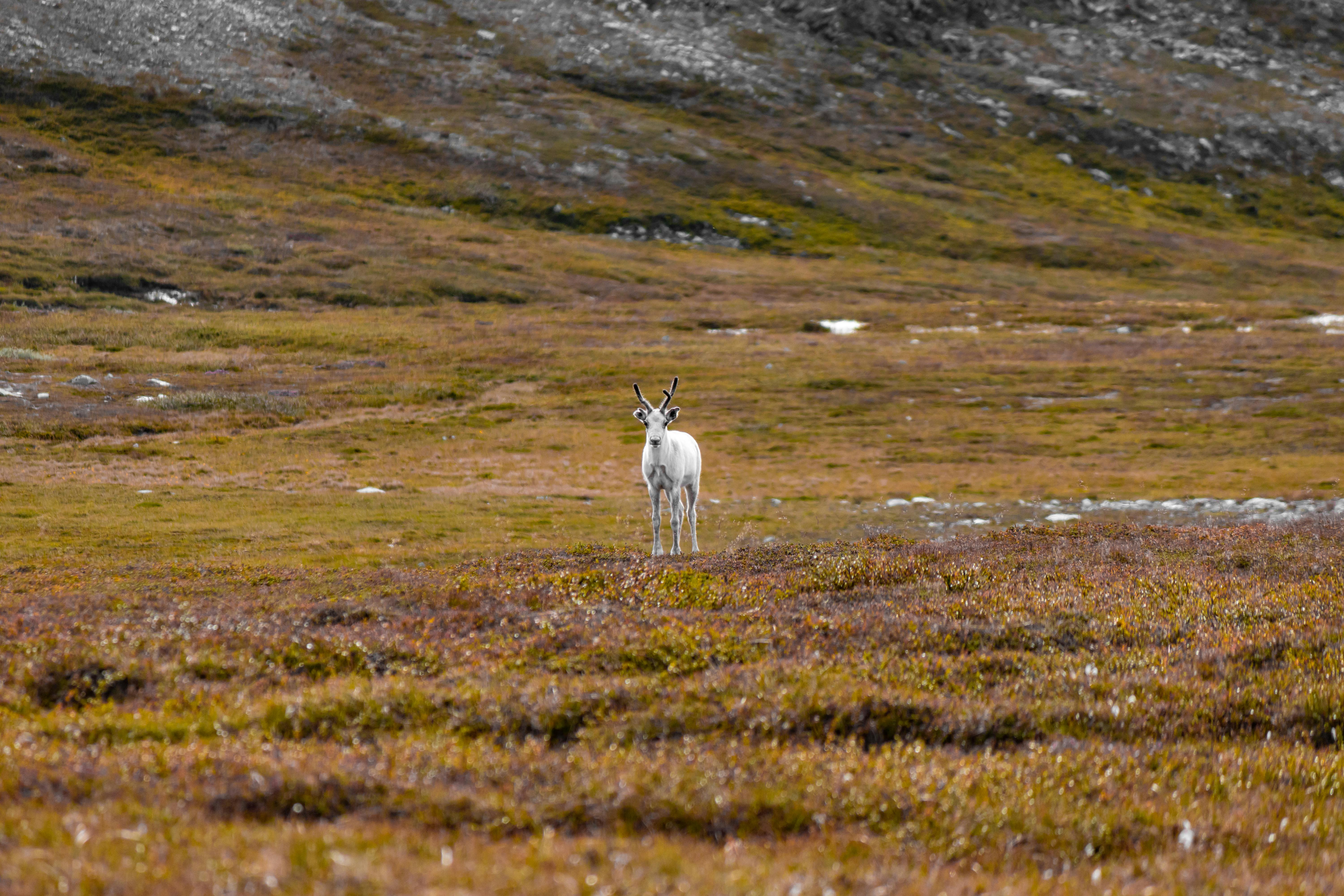 White ibex