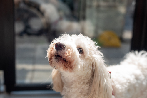 White poodle with nose pointed up in a curious manner.