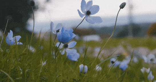 Blue wildflowers rustling in the wind.