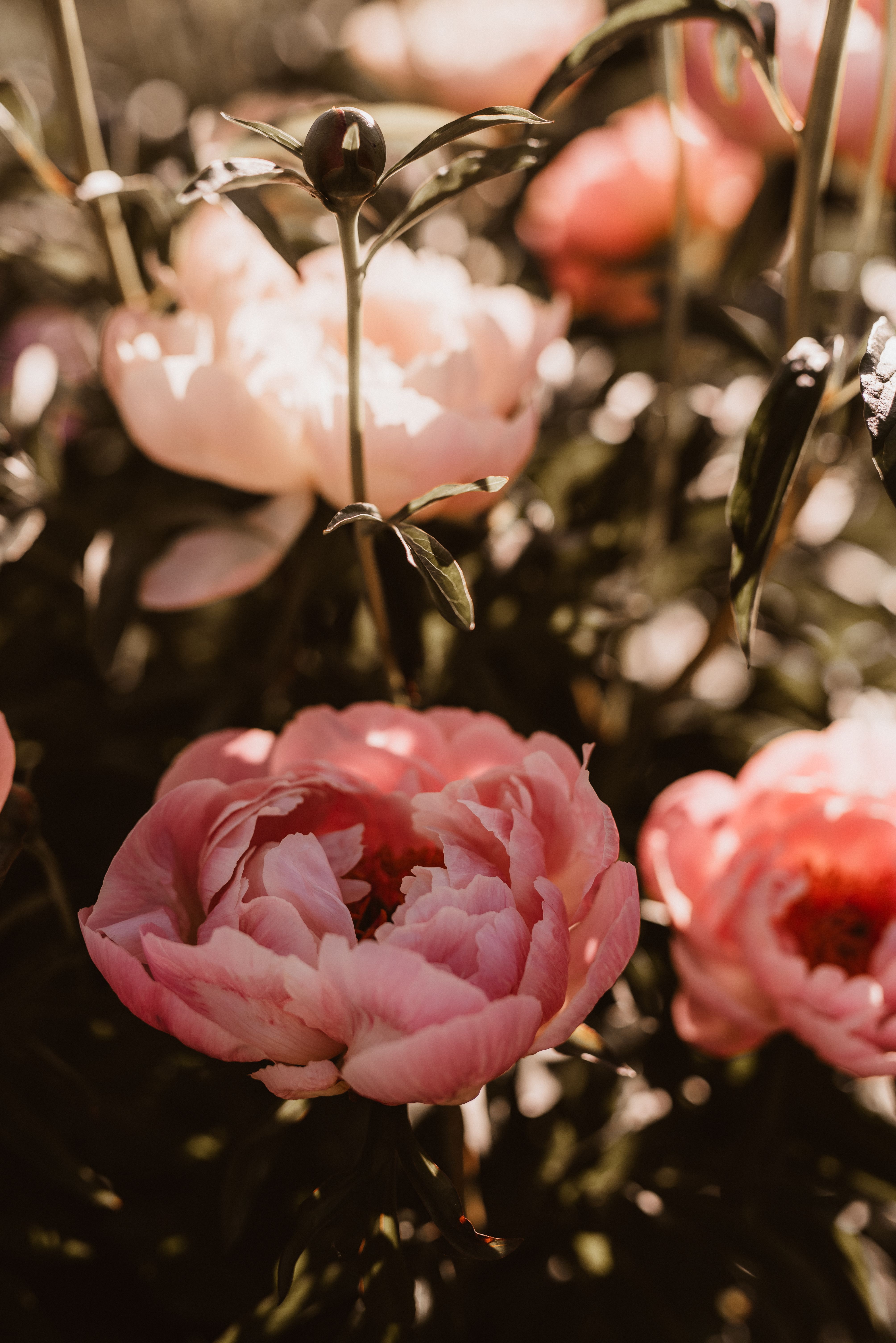 Pink peonies in rosy sunlight.