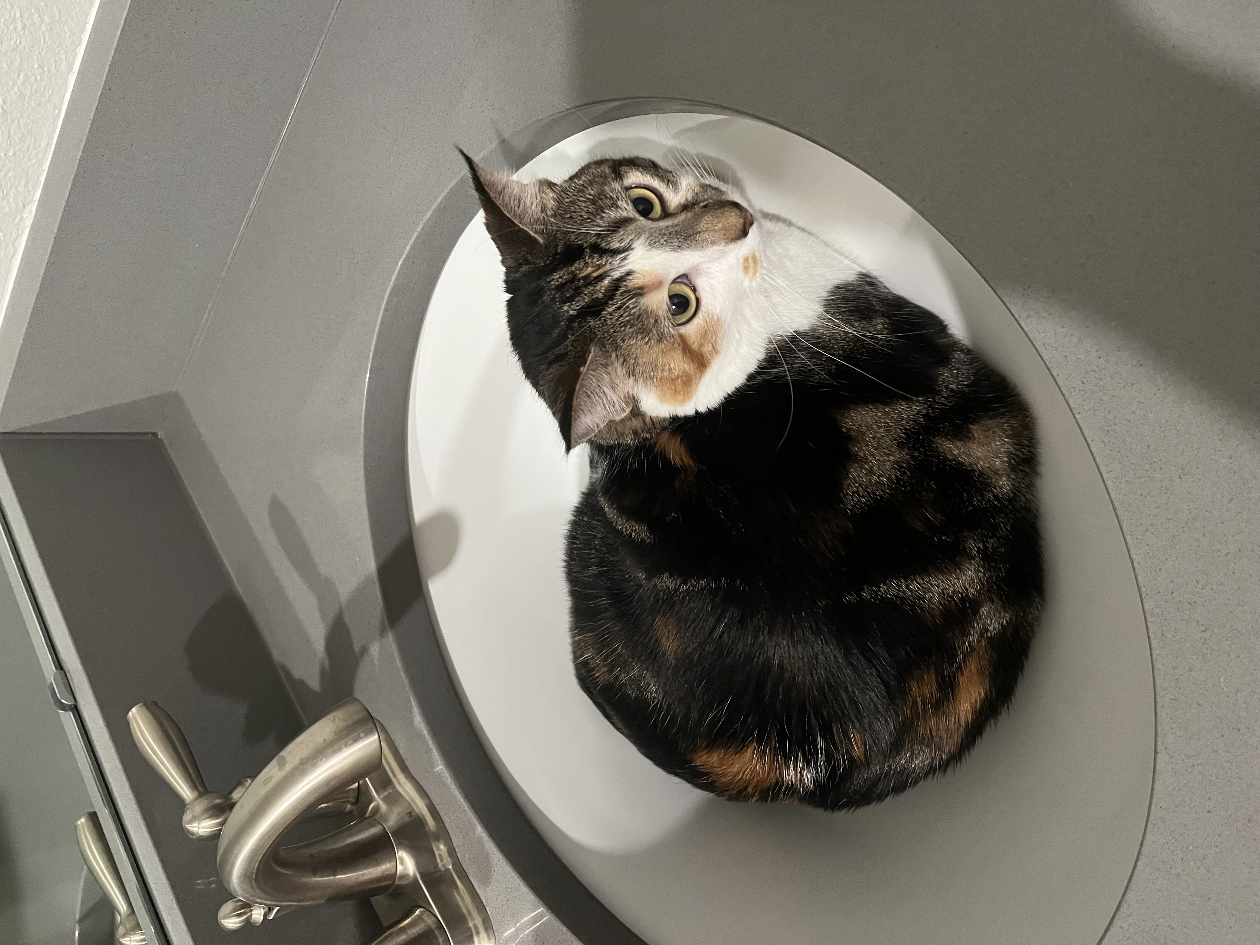 A female calico cat, laying in a bathroom sink.