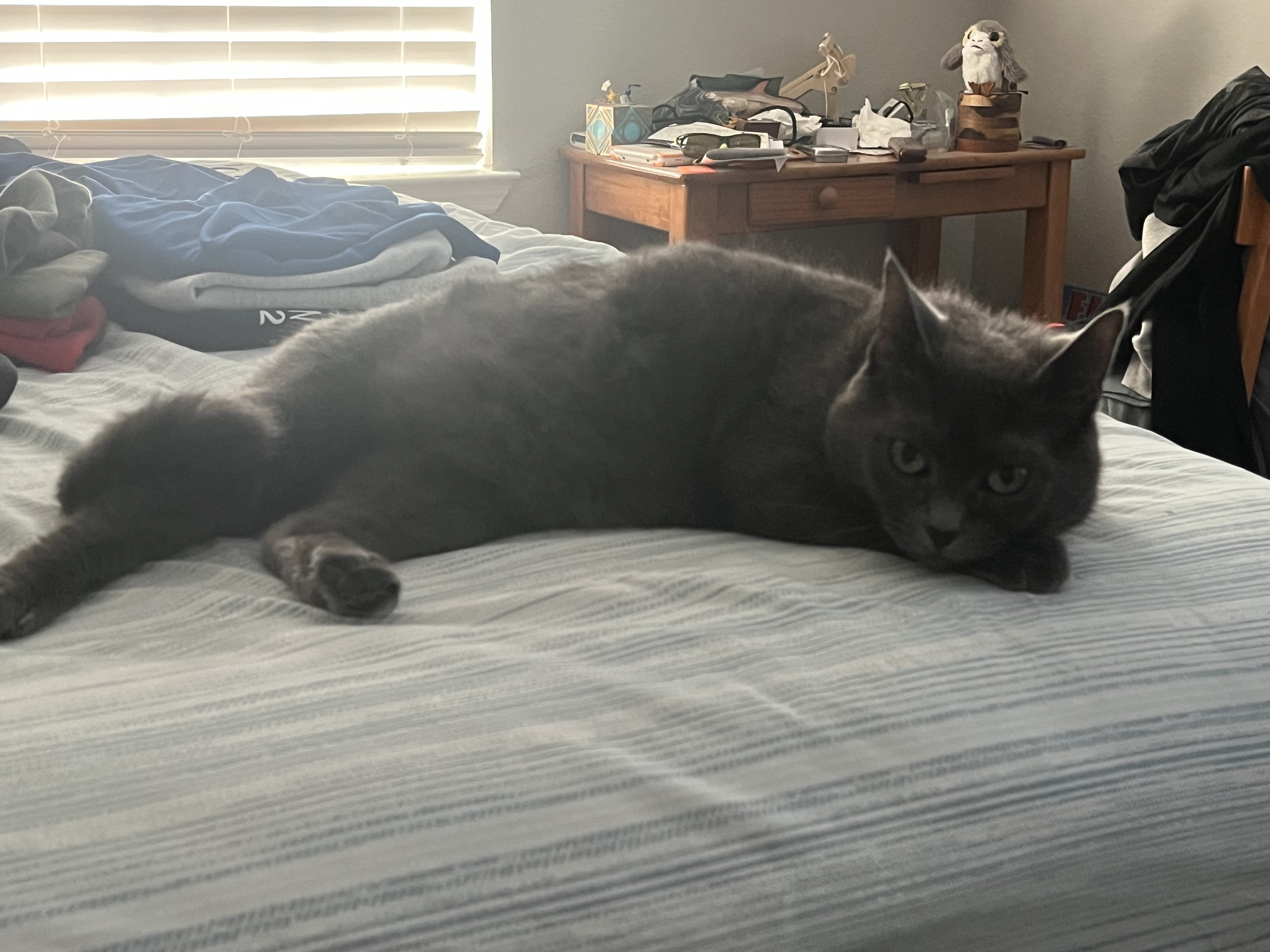 A russian blue cat laying across a bed.