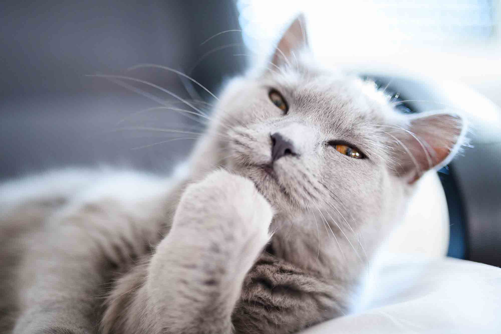 A cat with a light grey coat. It's eyes are squinted and a paw is pressed to its chin, giving the impression that it's lost in thought.