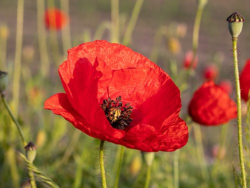 Dülmen, Fröbelstraße, Mohn am Feldrand by Dietmar Rabich