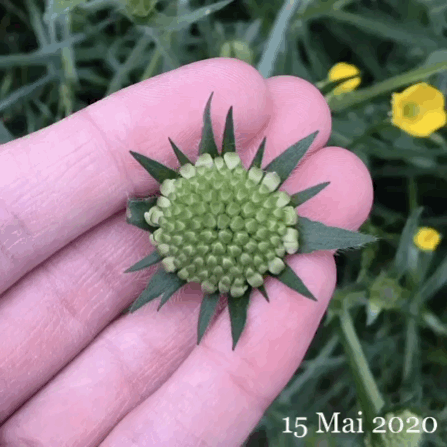 Knautia arvensis phenology by Harrison Elkins - Link