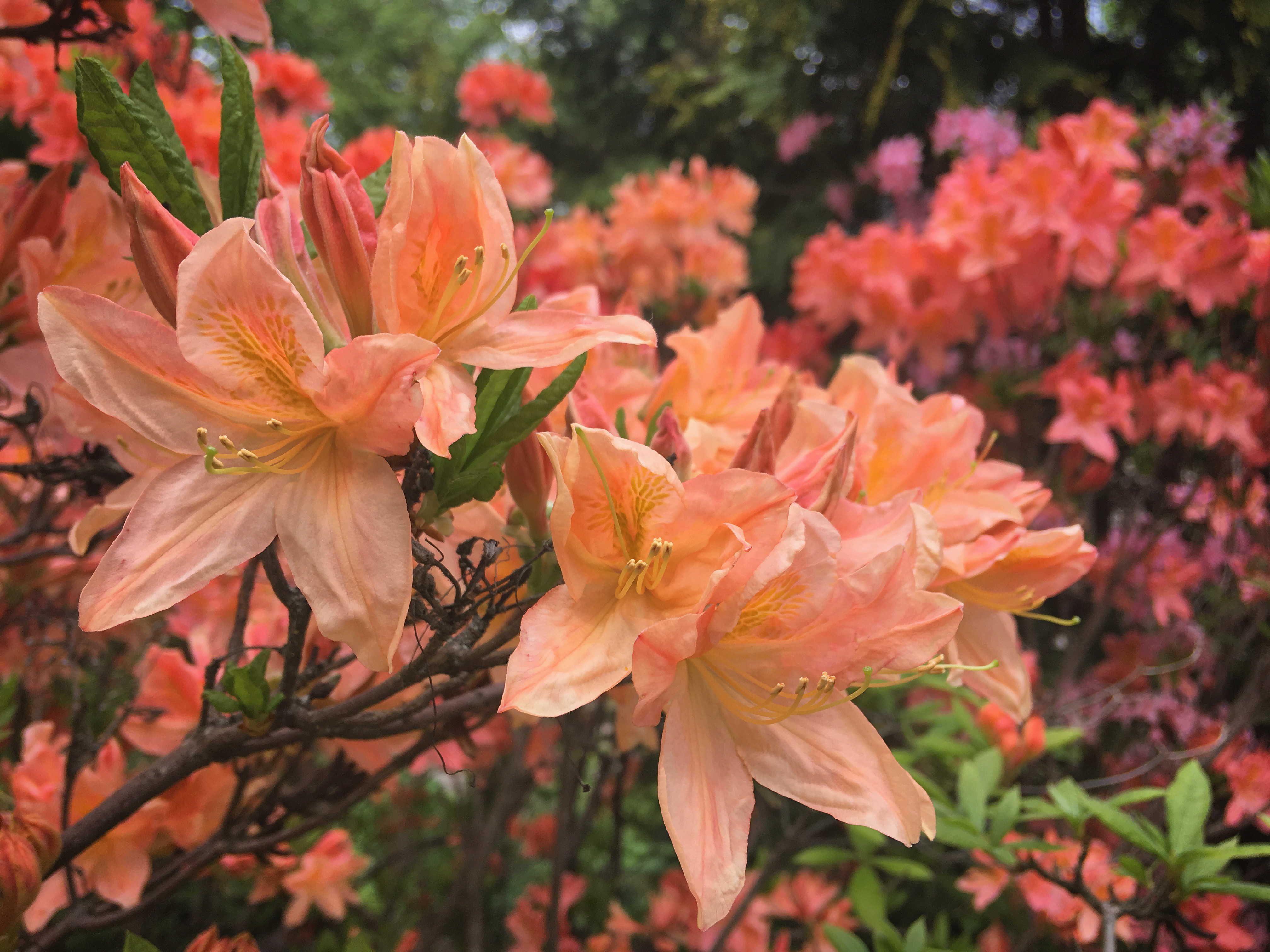 Flower Garden by Sergei Gussev on StockSnap - Link
