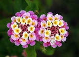 Twin lantana by Joaquim Alves Gaspar (Click to Enlarge)