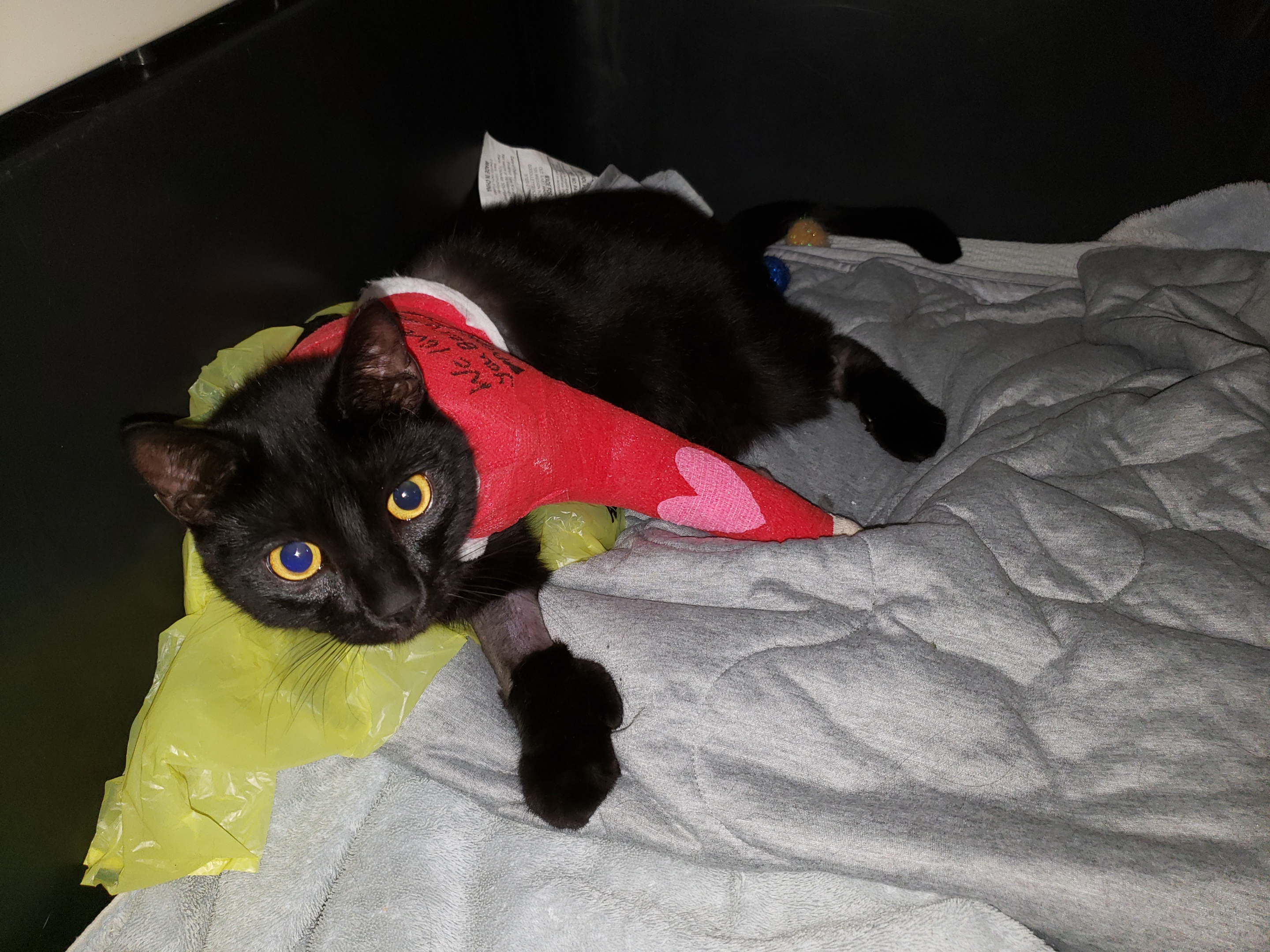 Berry lying down on a blanket looking sad and anxious, with a red cast over his front left leg reading, 'We love you Berry much.'