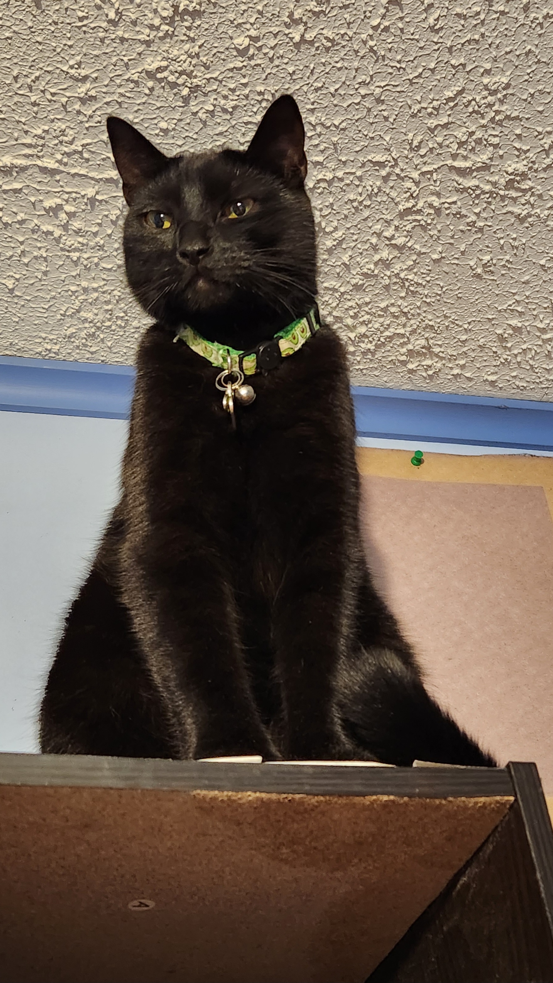 Vincenzo's cat, Berry, perched on the top of a vertical shelving unit, looking triumphant