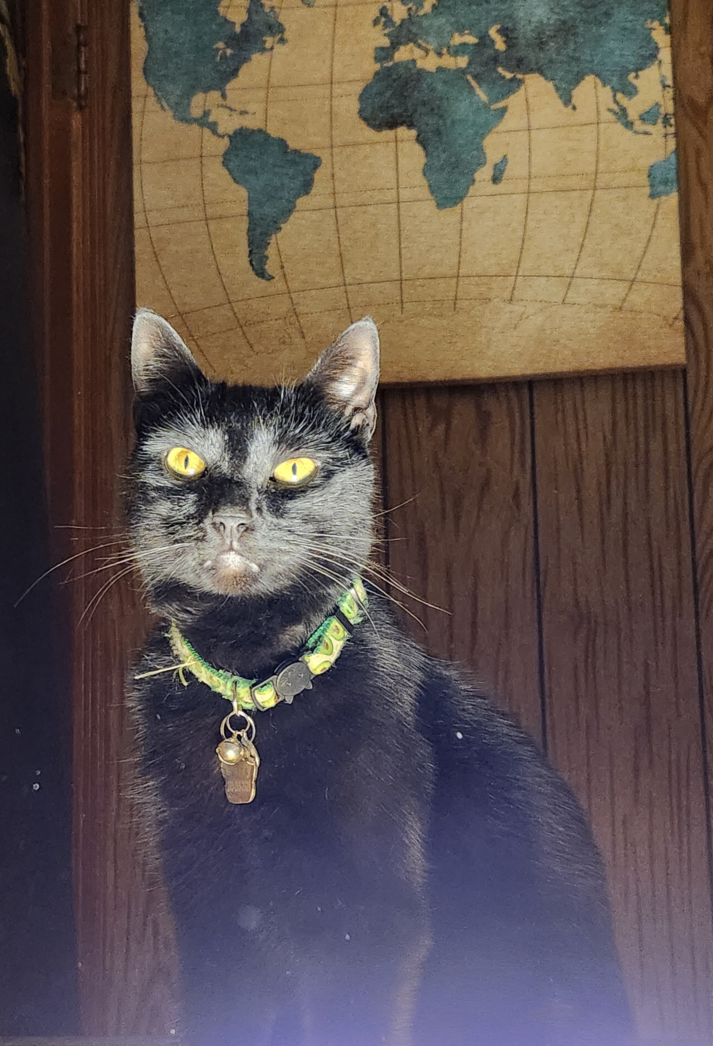 Berry sitting on a table which is out of frame, looking slightly evil with bottom lighting and a canvas world map in the background