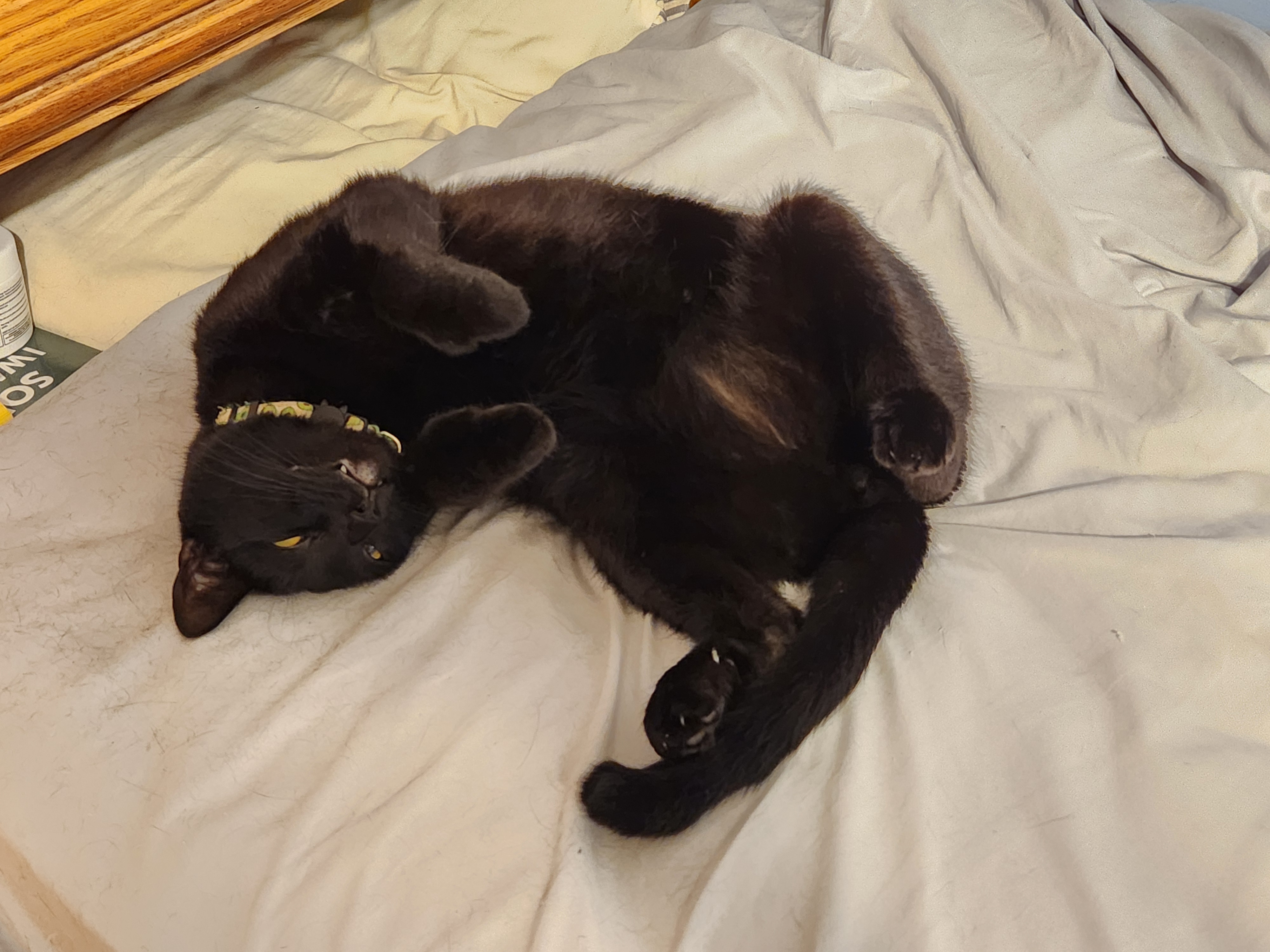 Berry rolling over on Vincenzo's bed ready for belly rubs