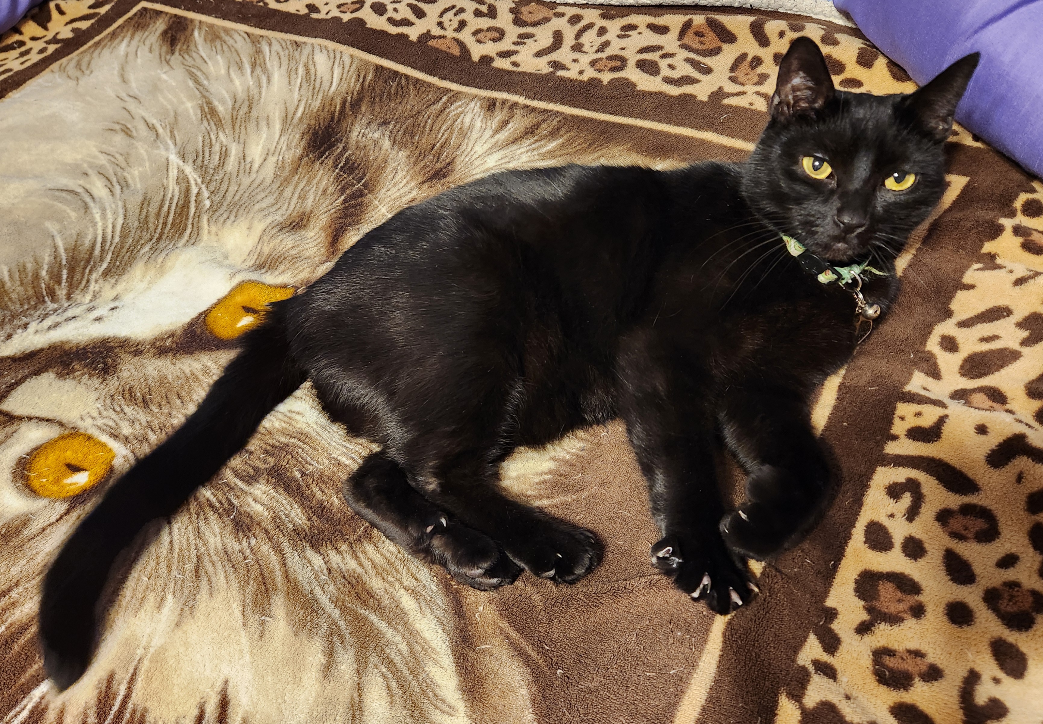 Berry lounging comfortably on the bed