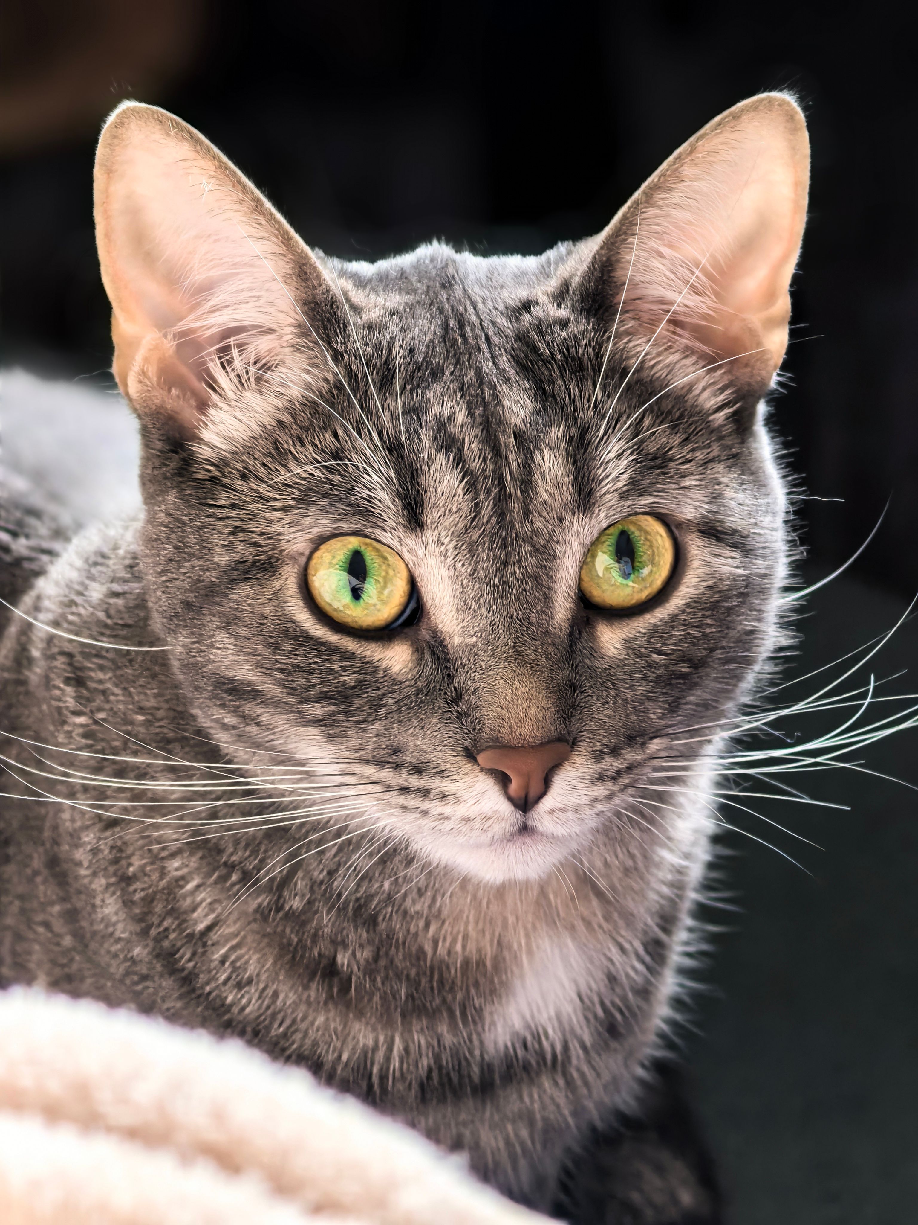 A picture of a normal Domestic Shorthair cat