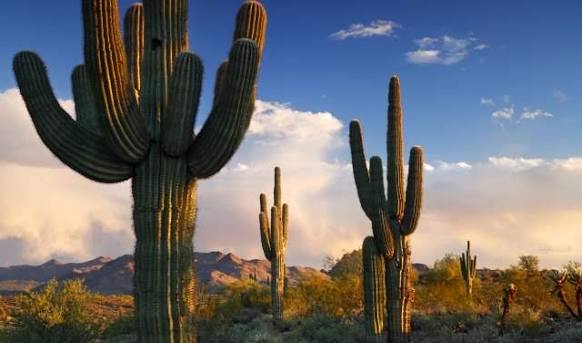 Behold a cactus outside in all its glory