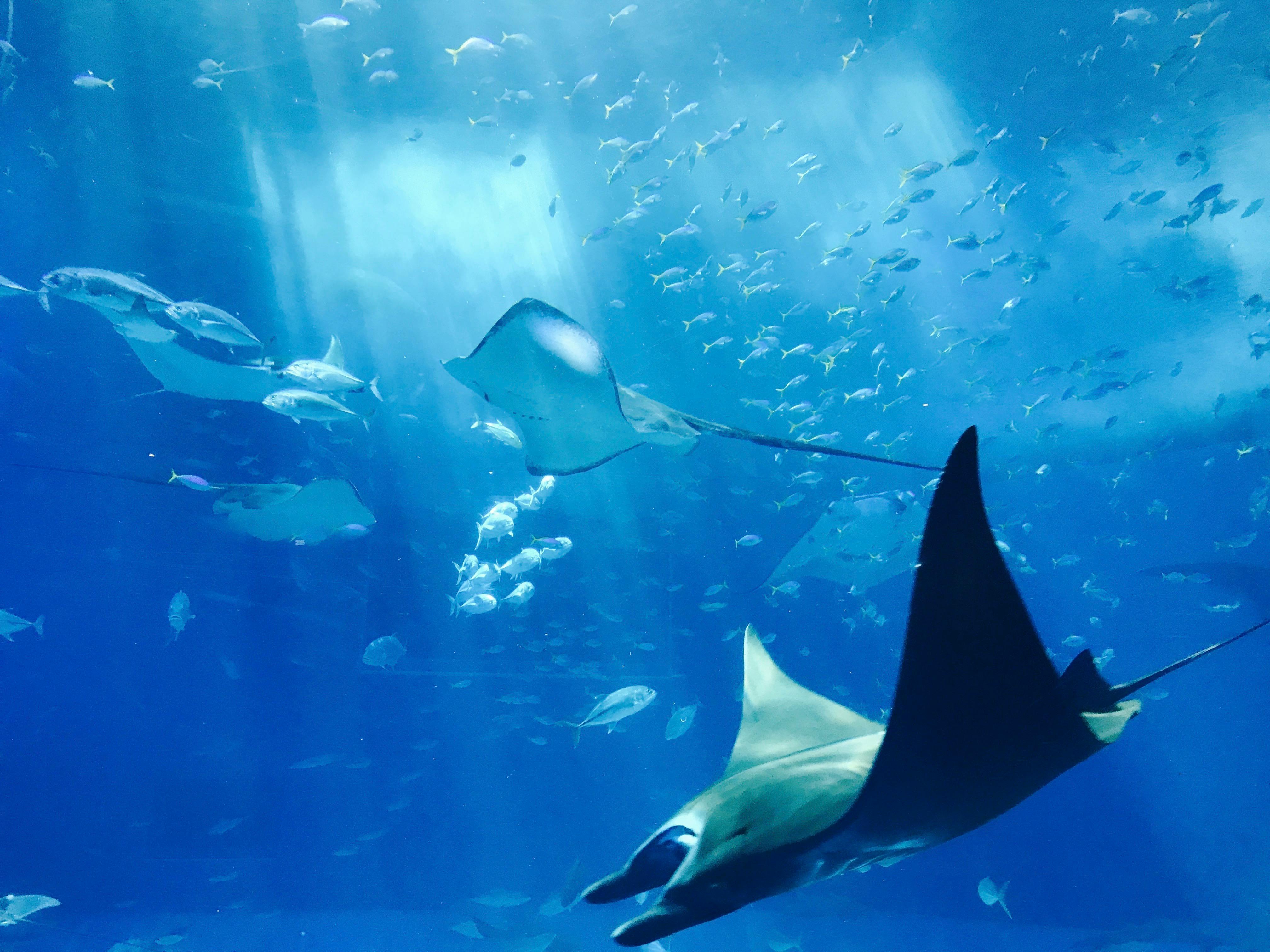 A group of stingray under the ocean