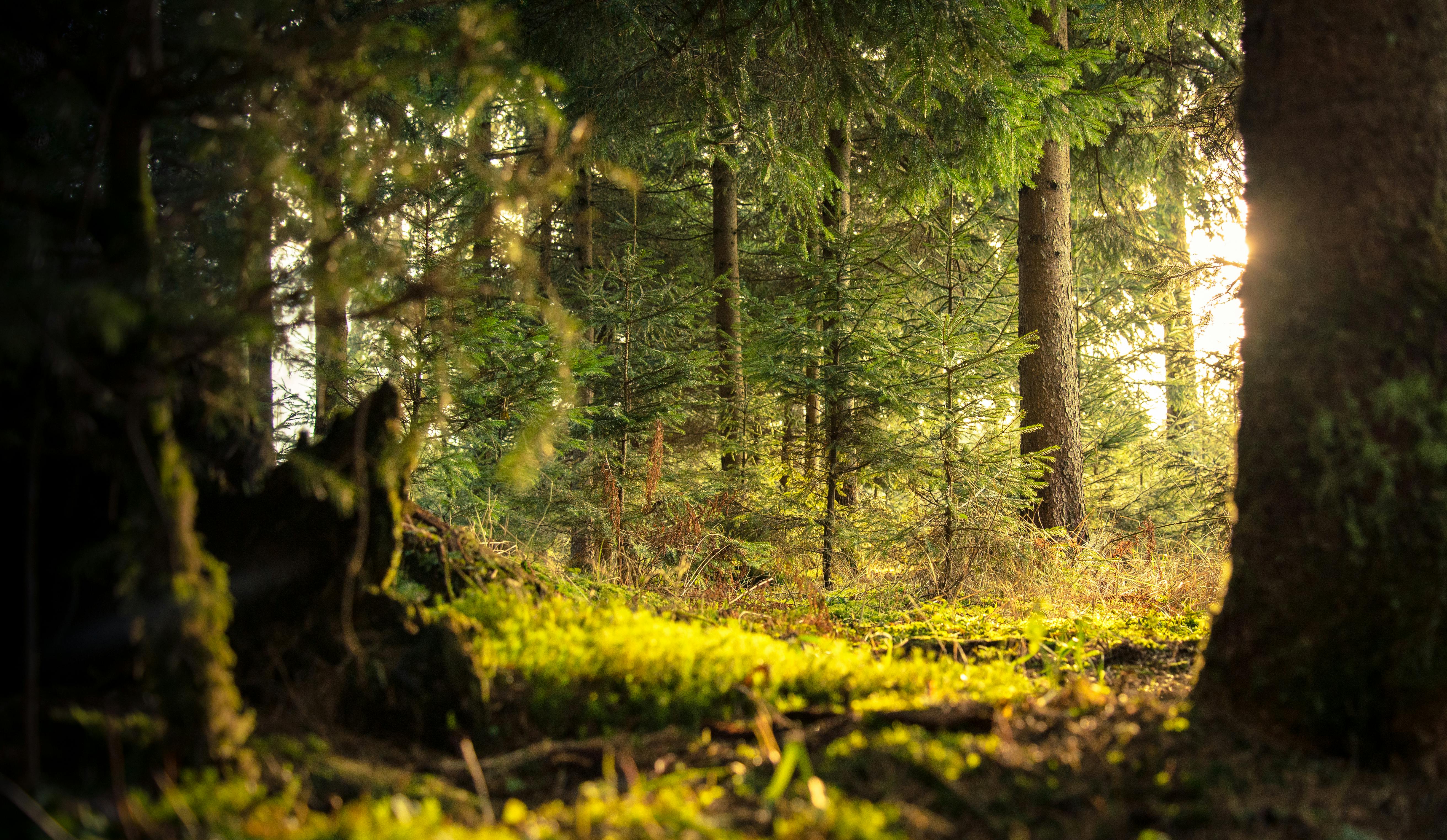 Forest of trees with sunlight just coming through the leaves