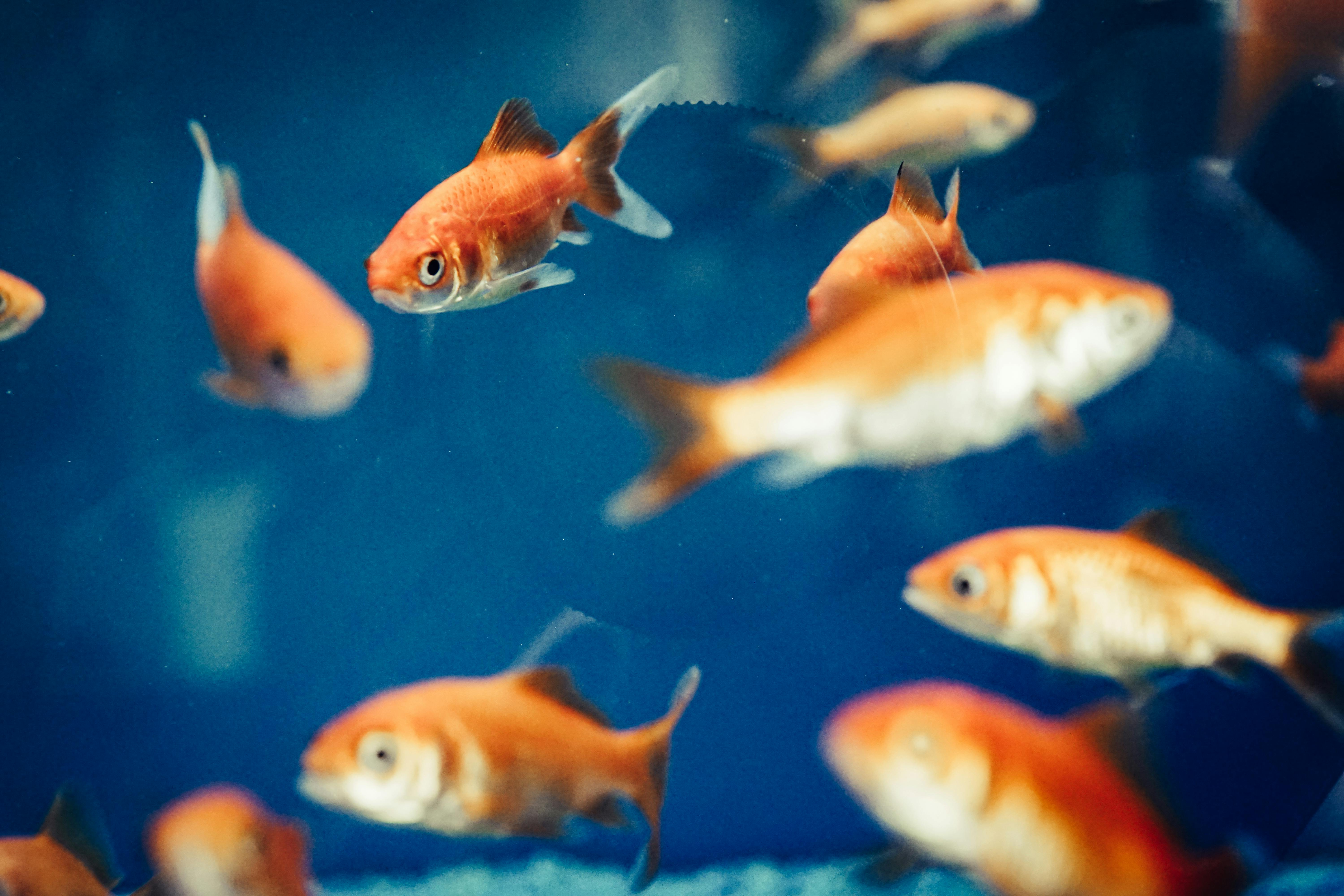 A school of fish swimming underwater