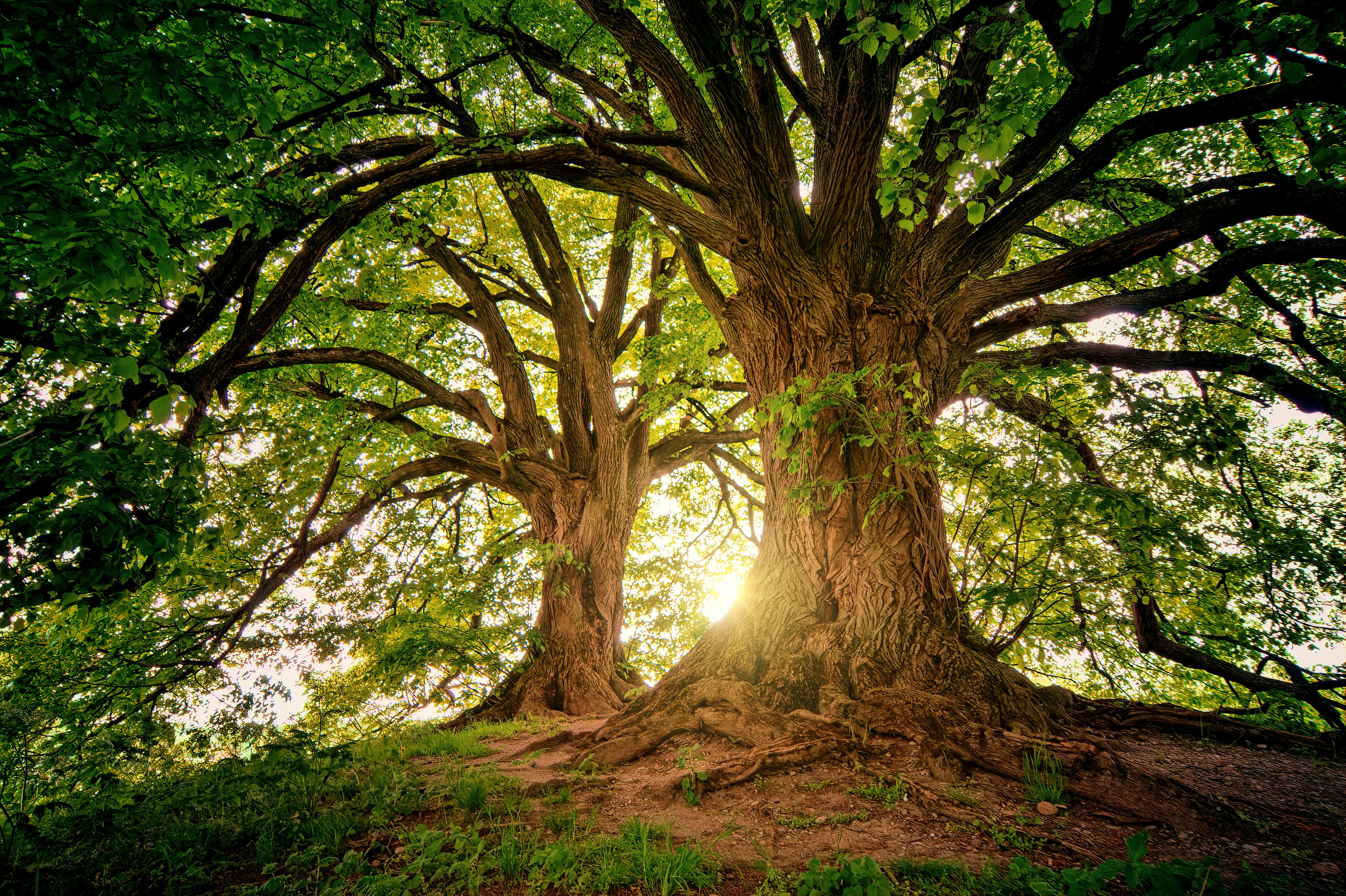 Two trees backlit by the sun