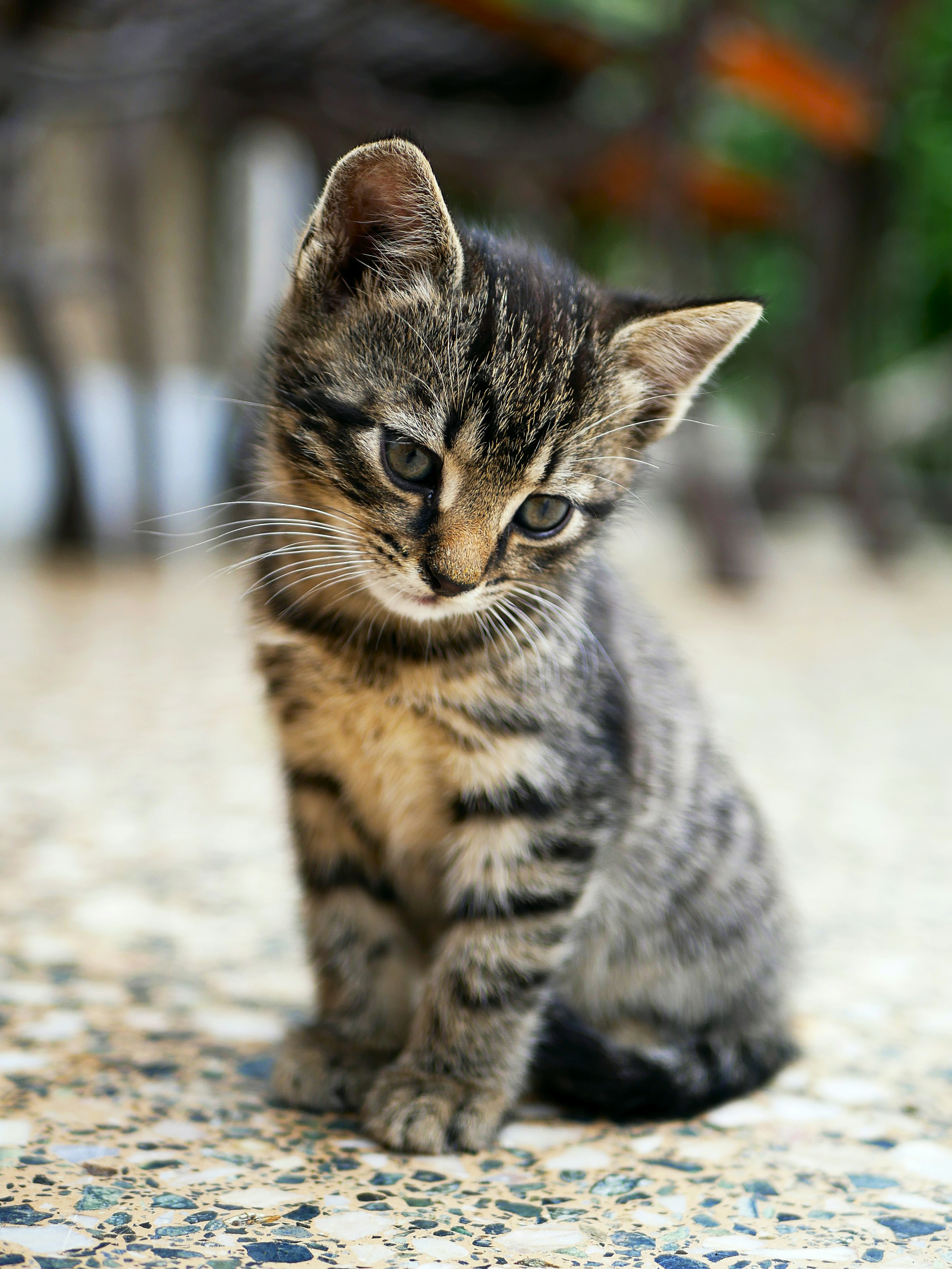 gray kitten sitting