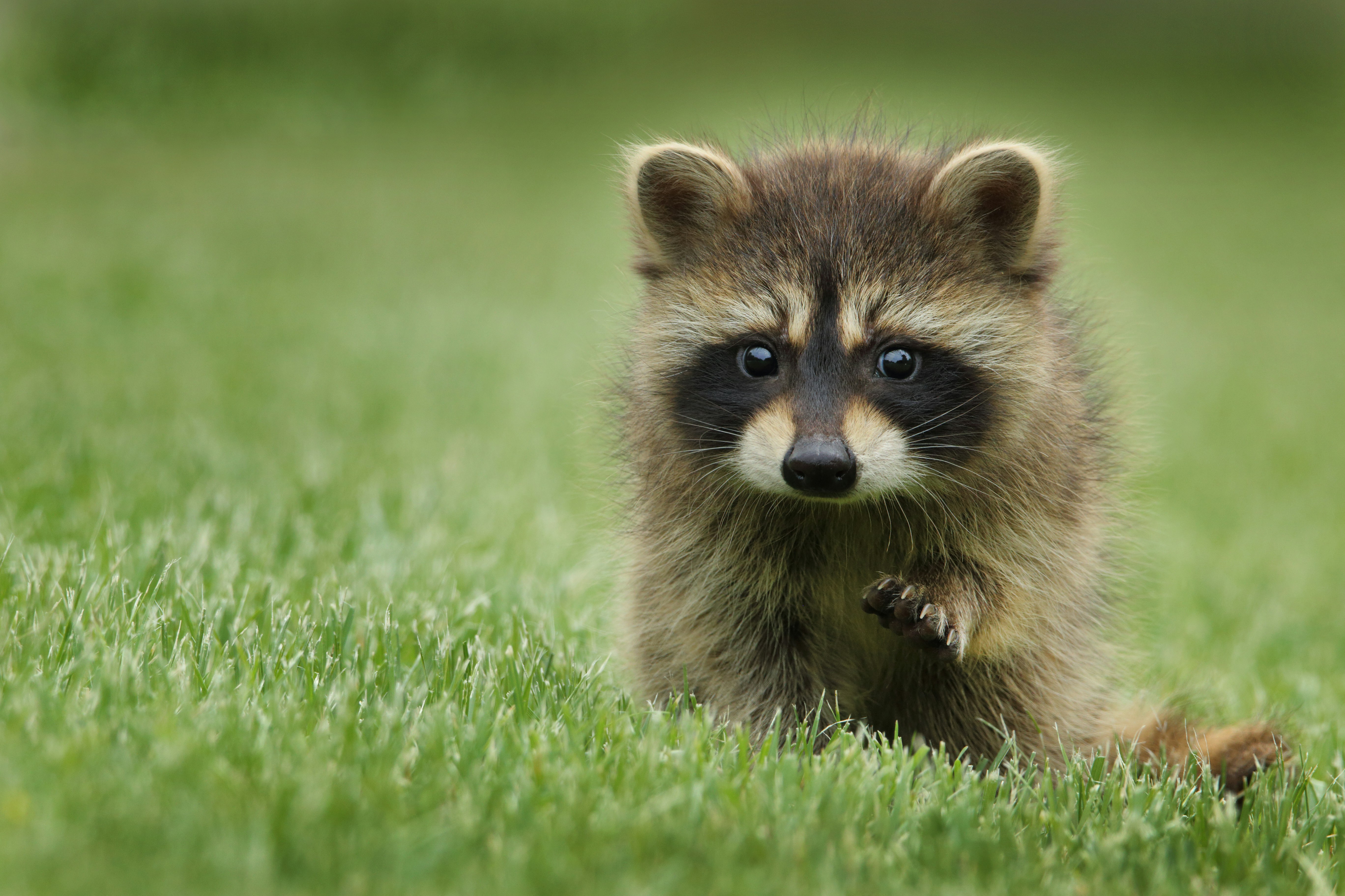 baby raccoon with grass