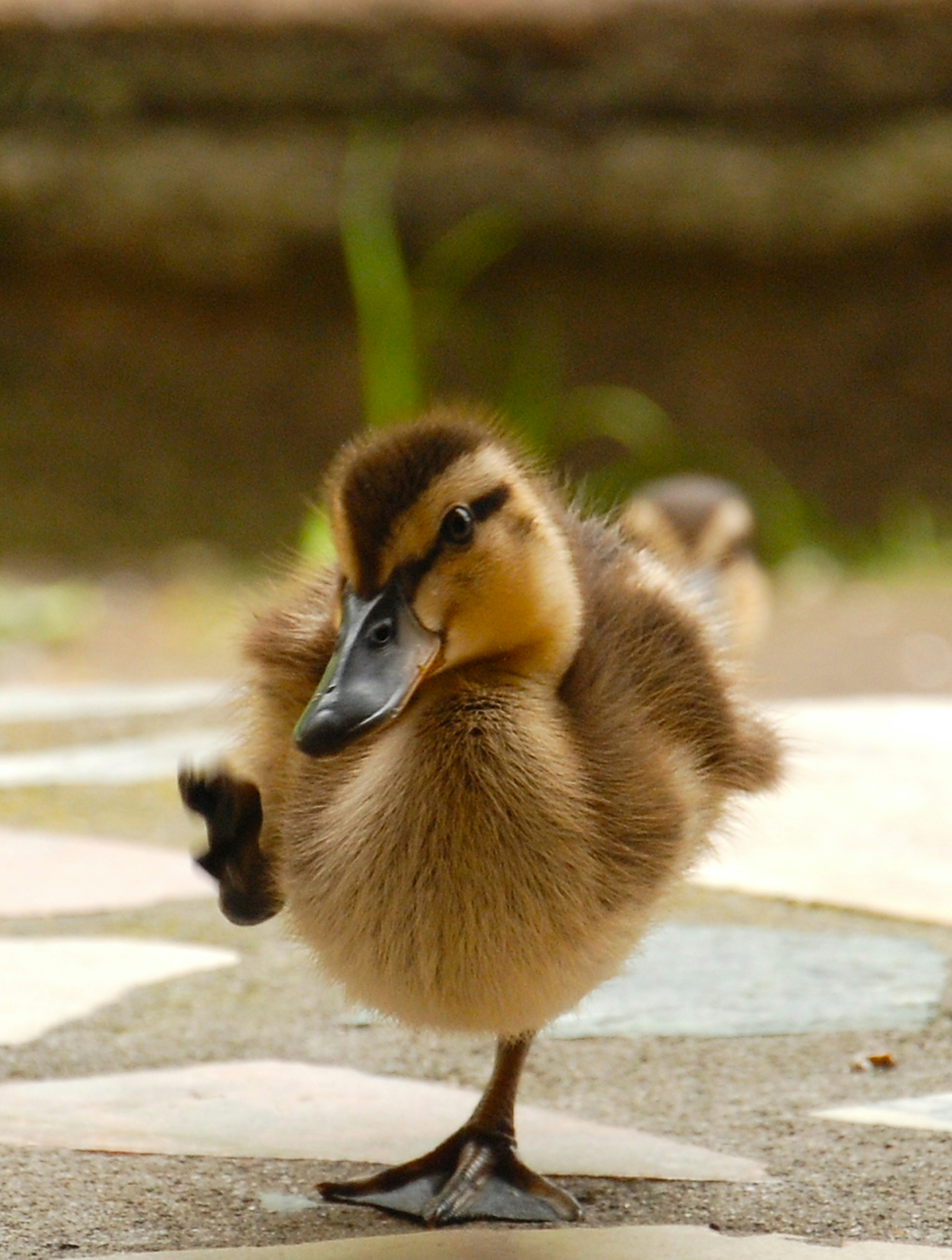Duckling walking on stone ground