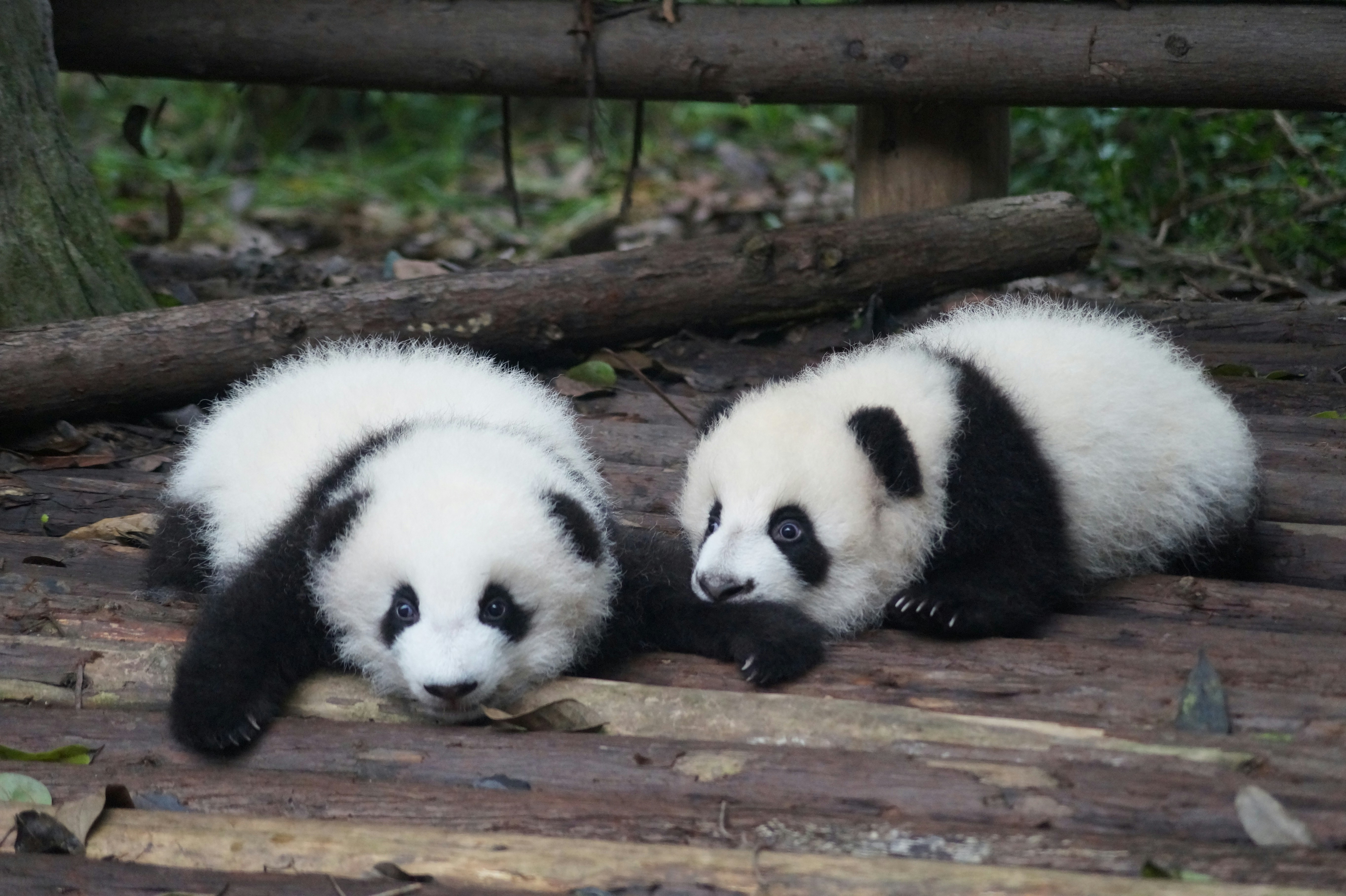 two small pandas laying down on bridge