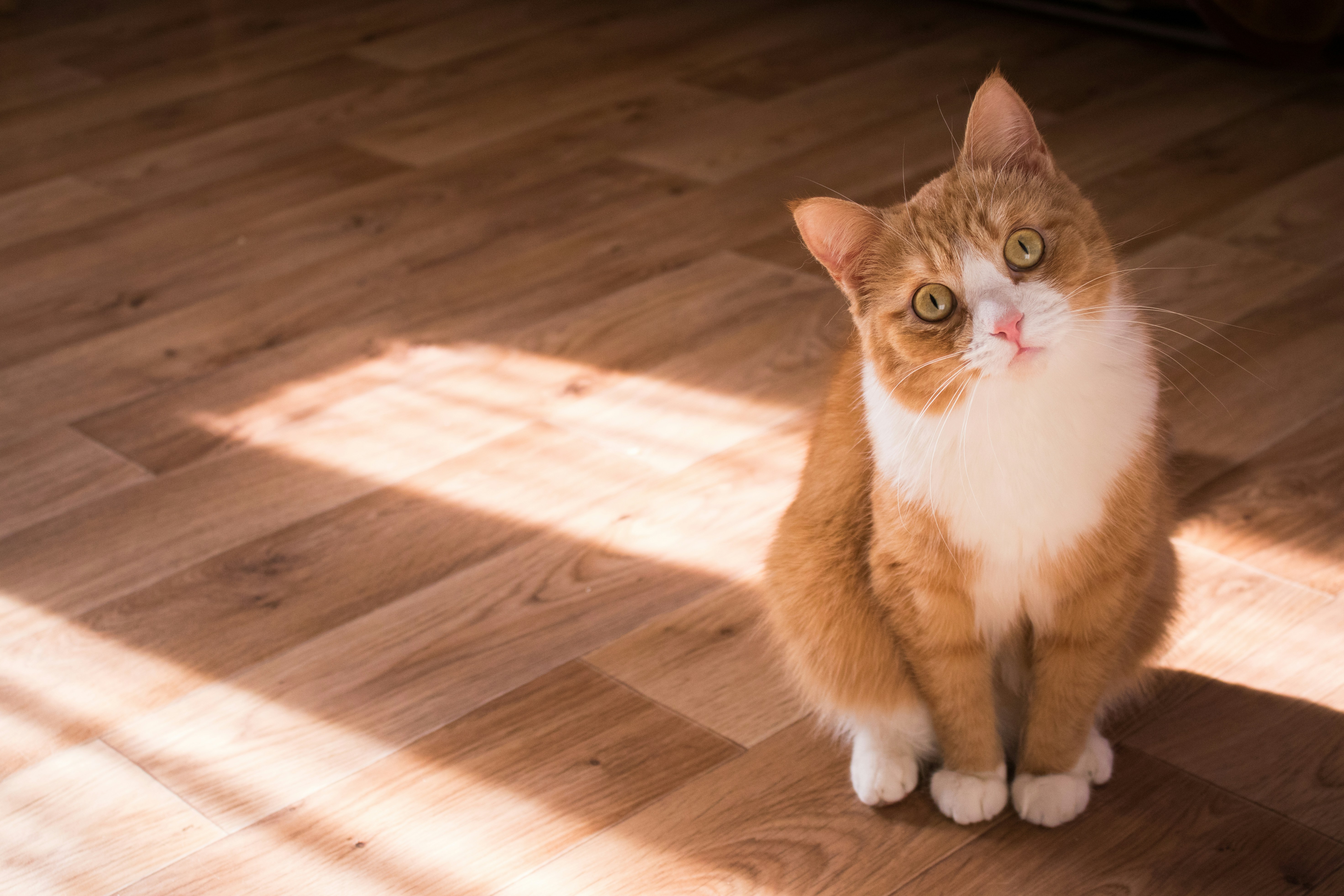 Cat VIA unsplash