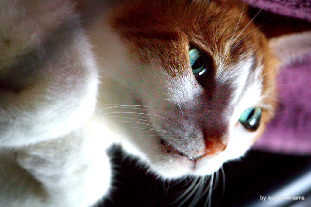 jpg image of a cat