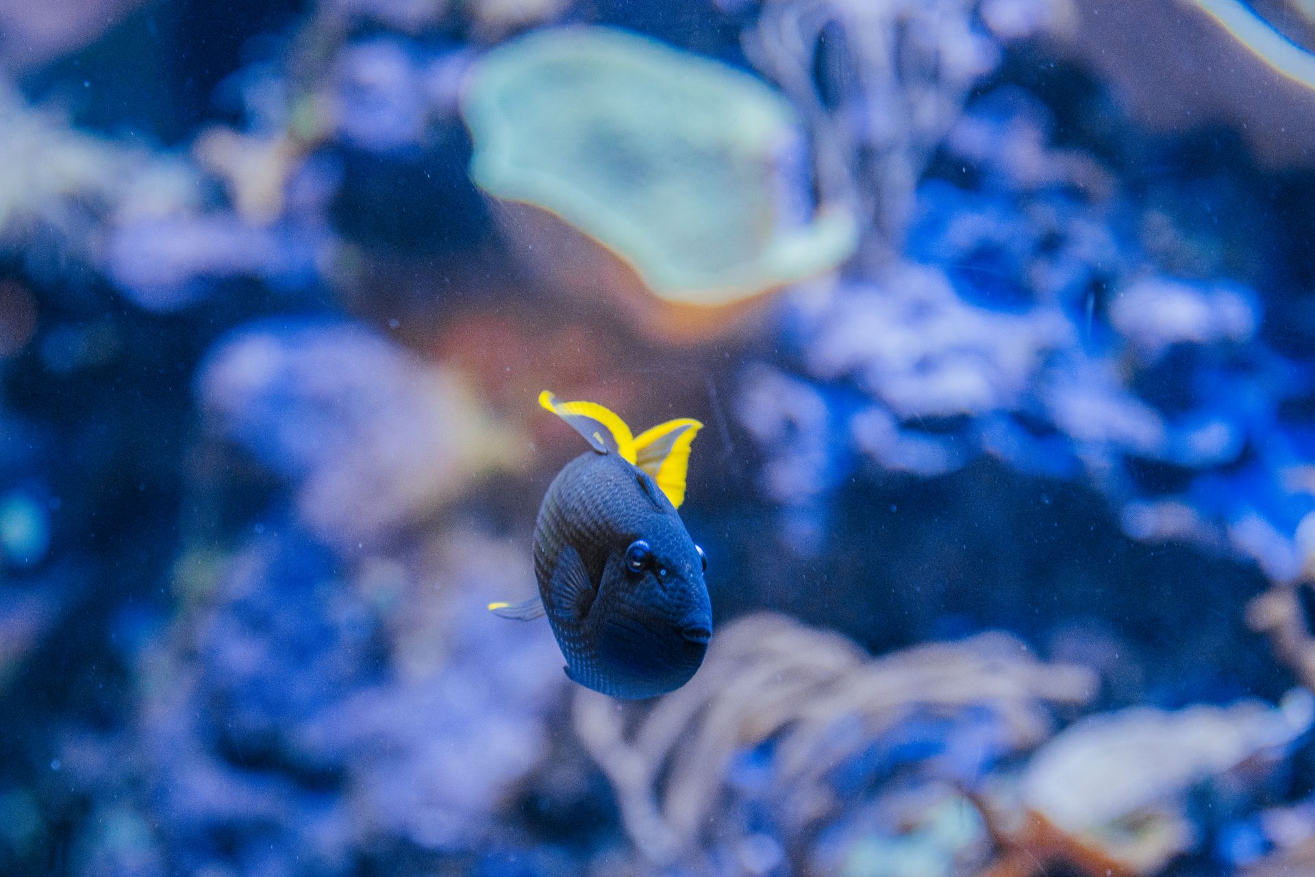 Underwater shot of a blue fish with a yellow tail in front of coral