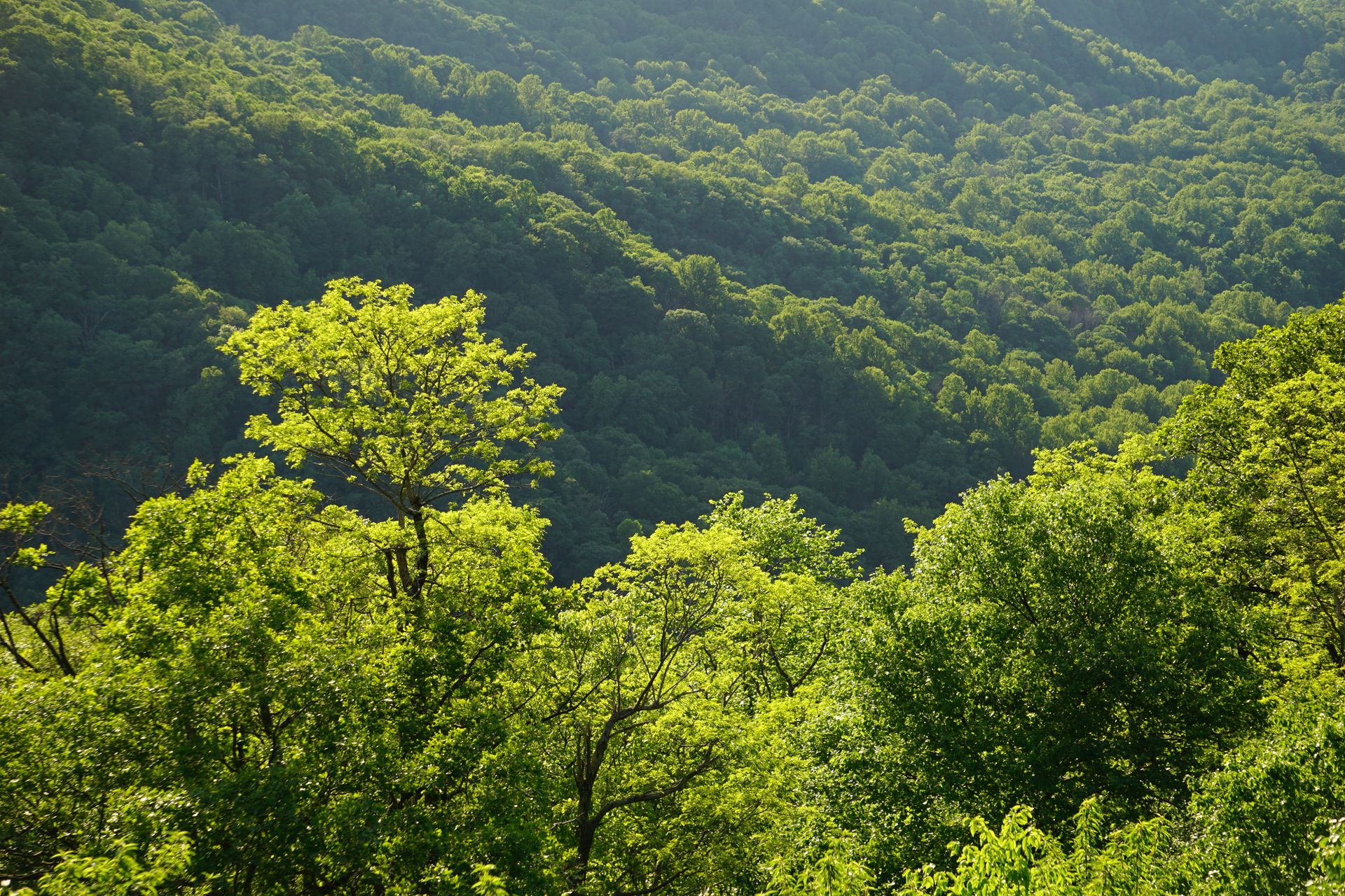 Overhead shot of a green valley of trees