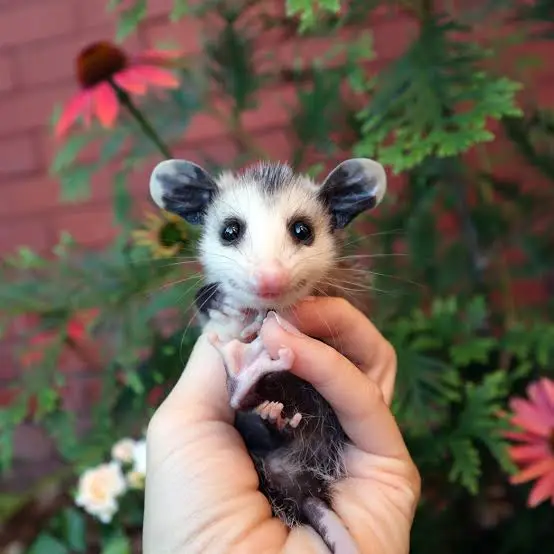 possum