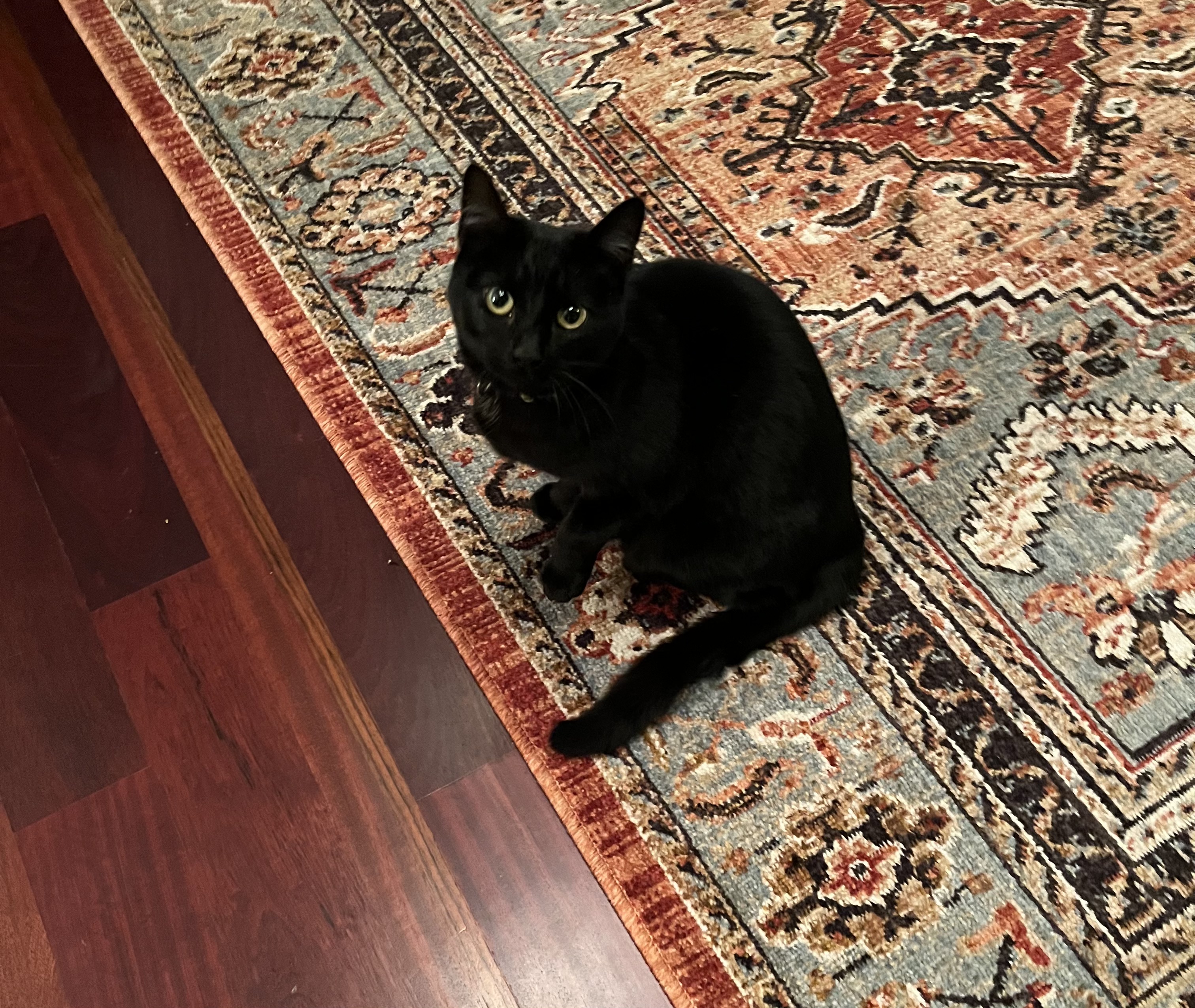 A picture of Kitty