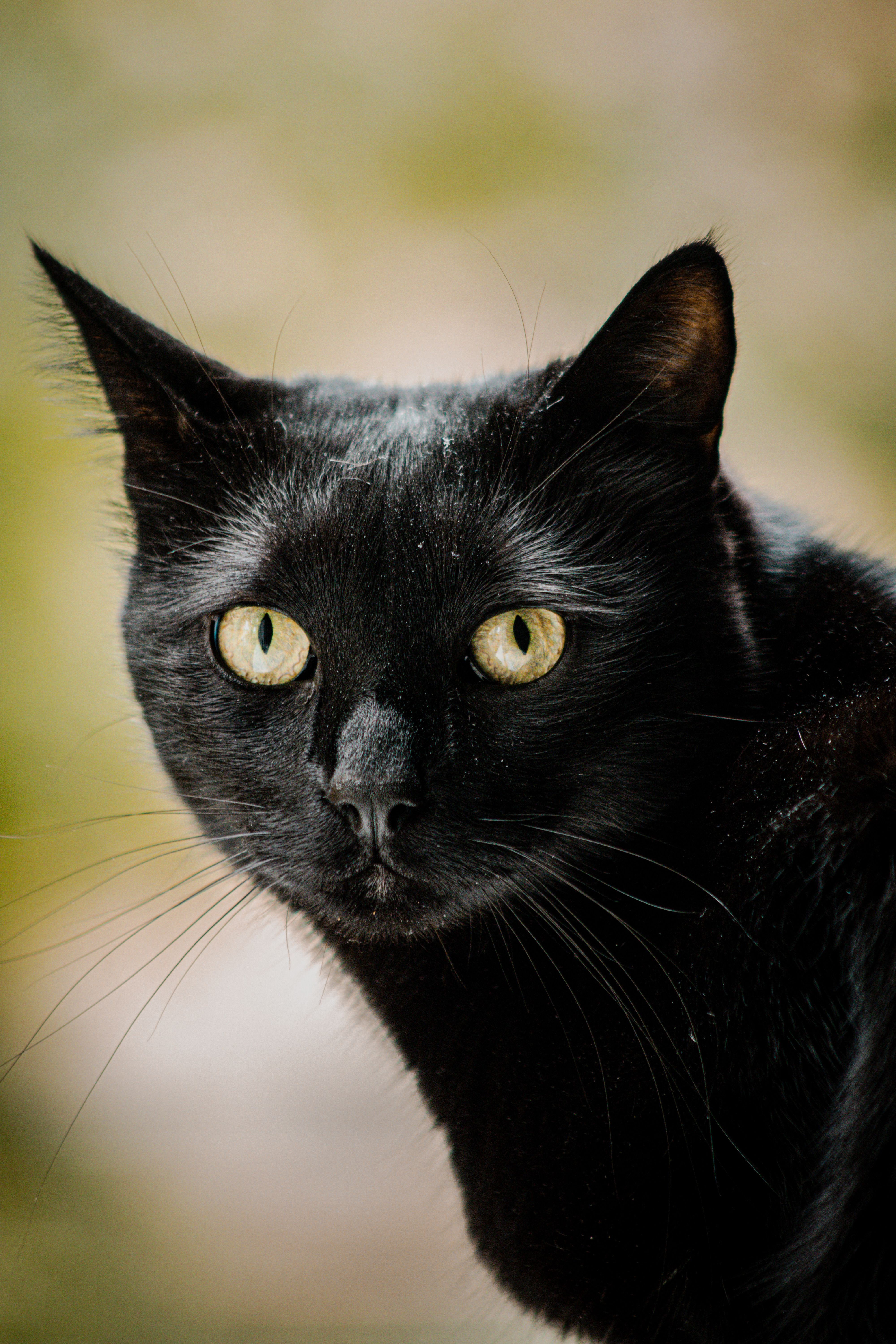 A picture of a normal Bombay cat