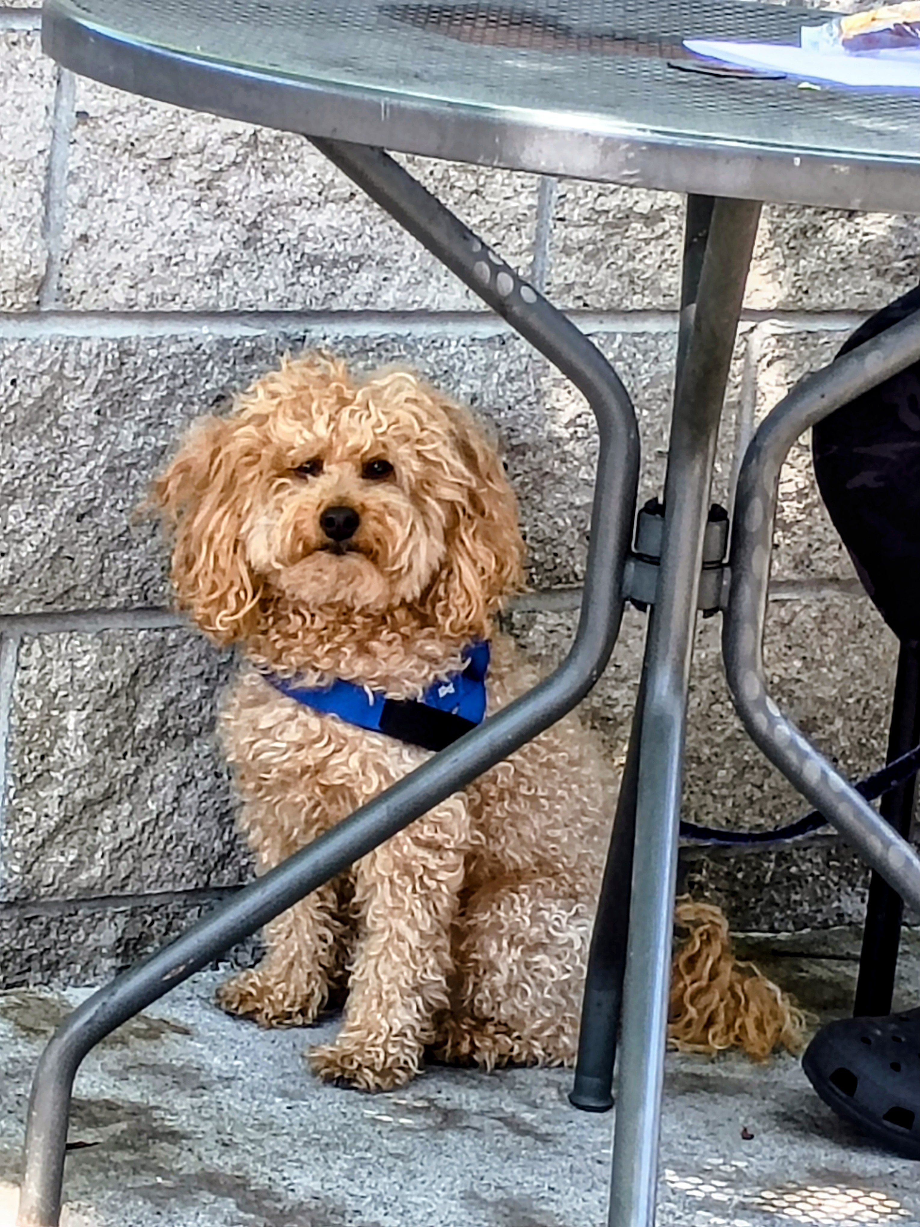 Cute curly haired doggie