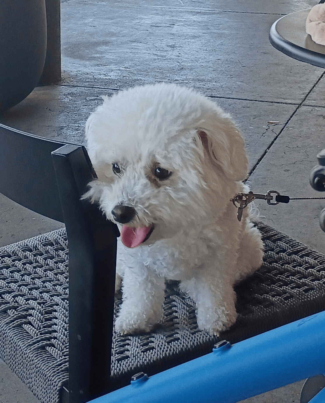 Cute white doggie